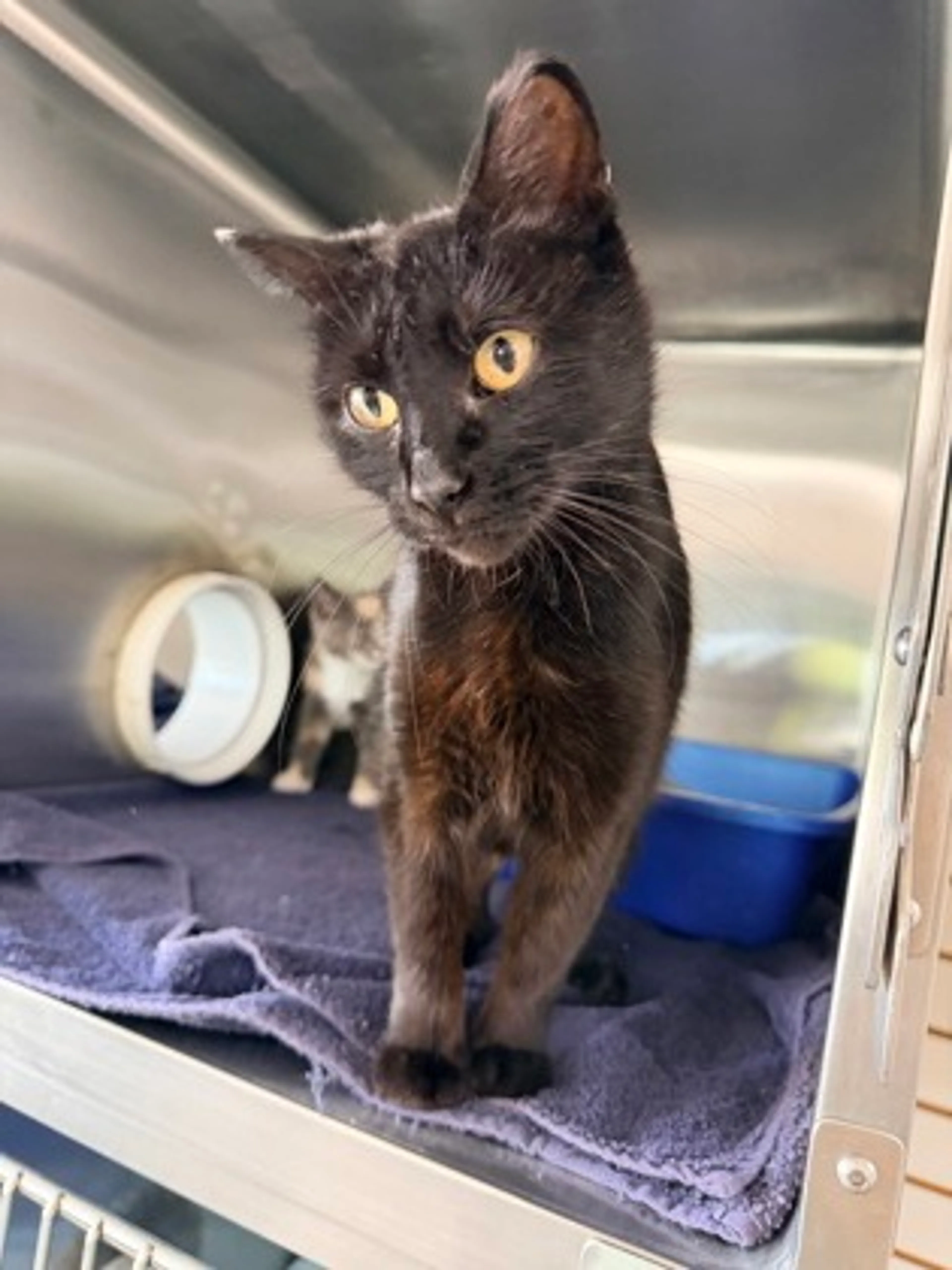 Found pet-1