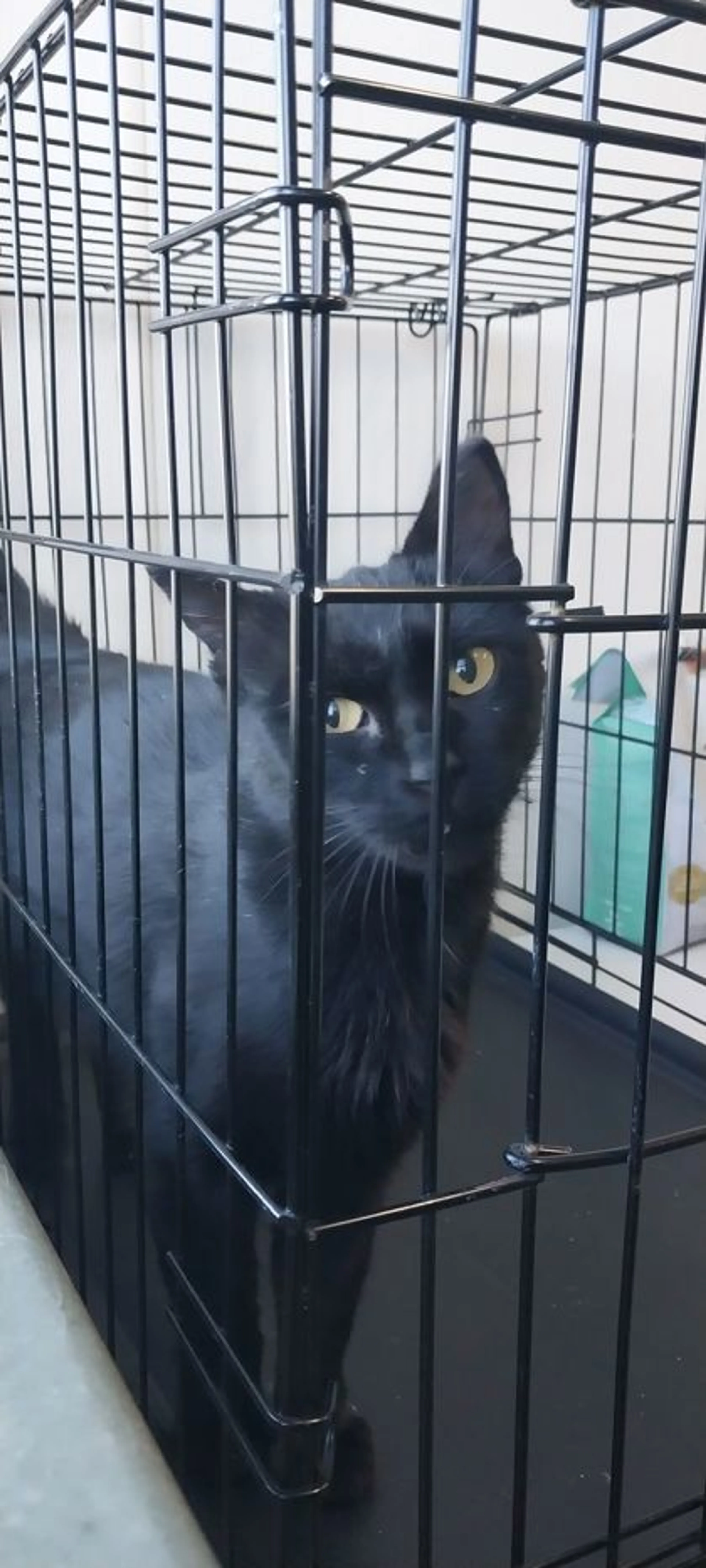 Found pet-2