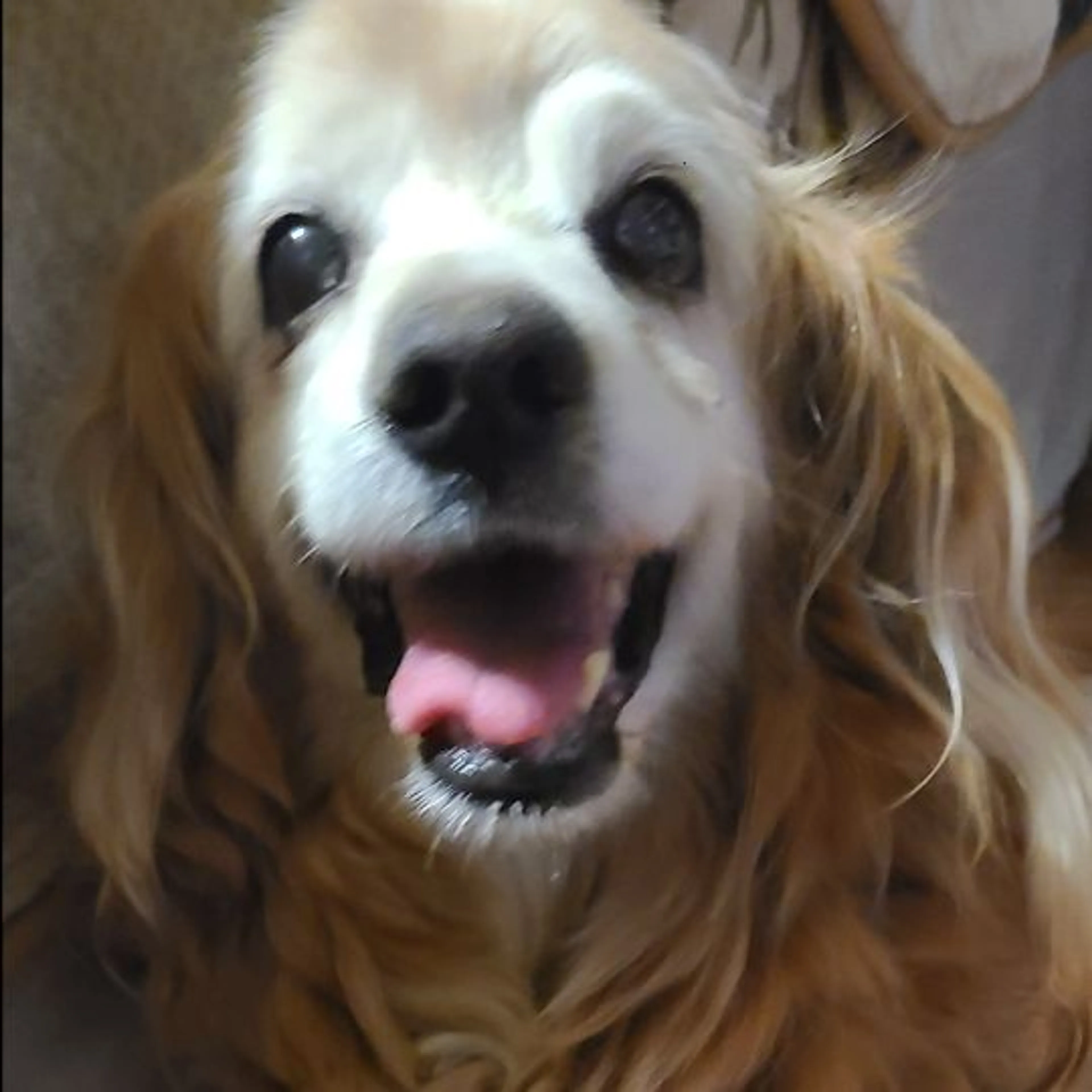 Found pet