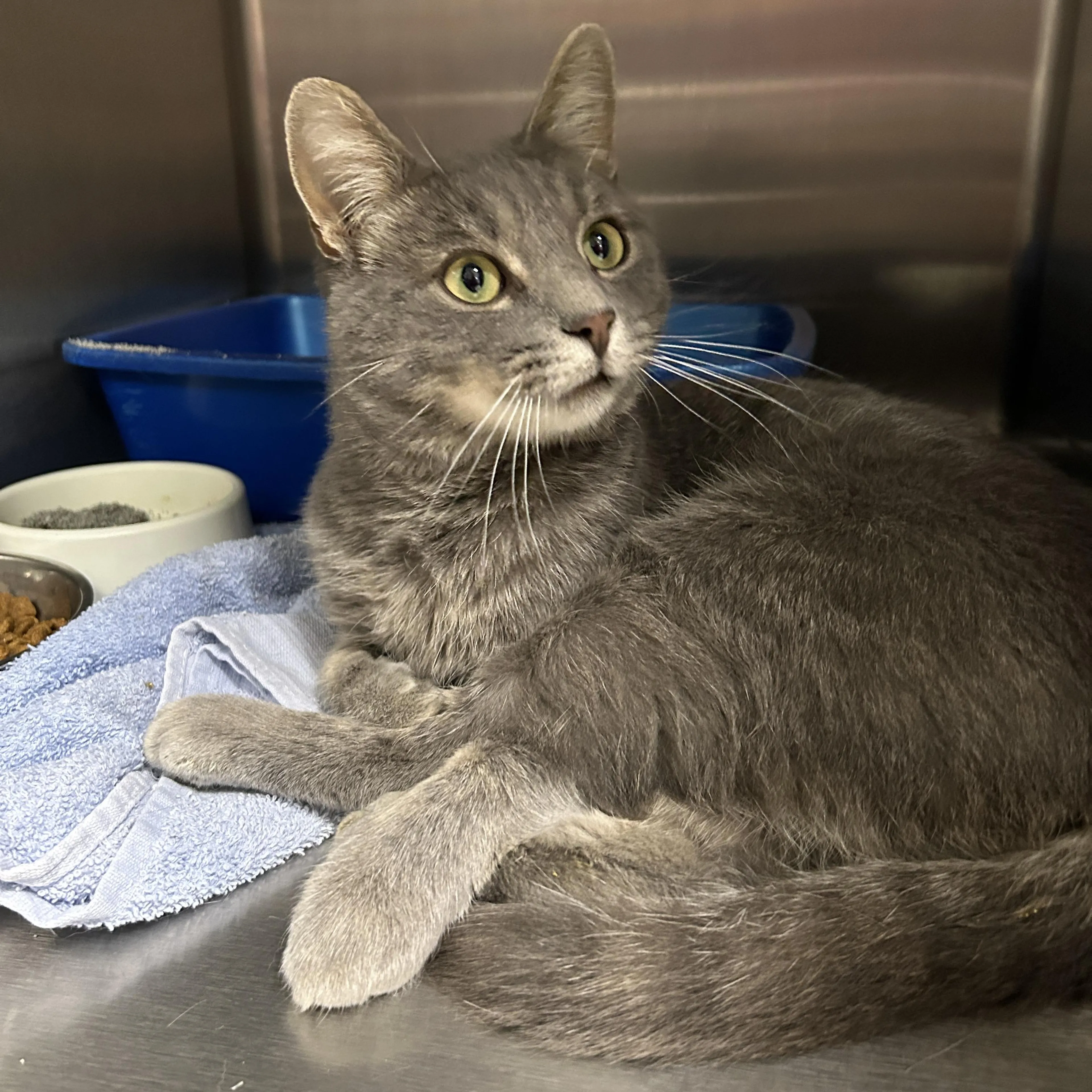Found pet-1
