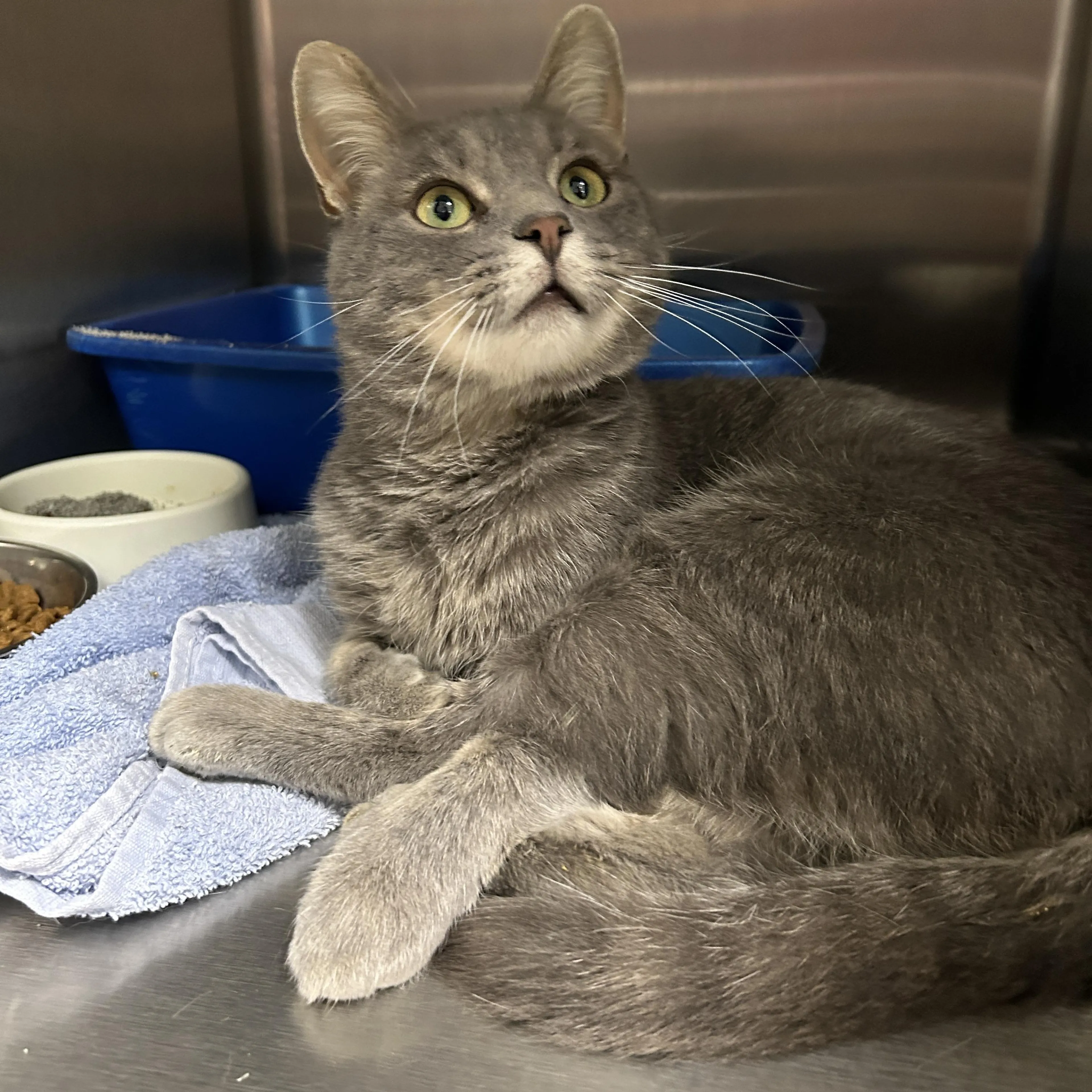 Found pet-2