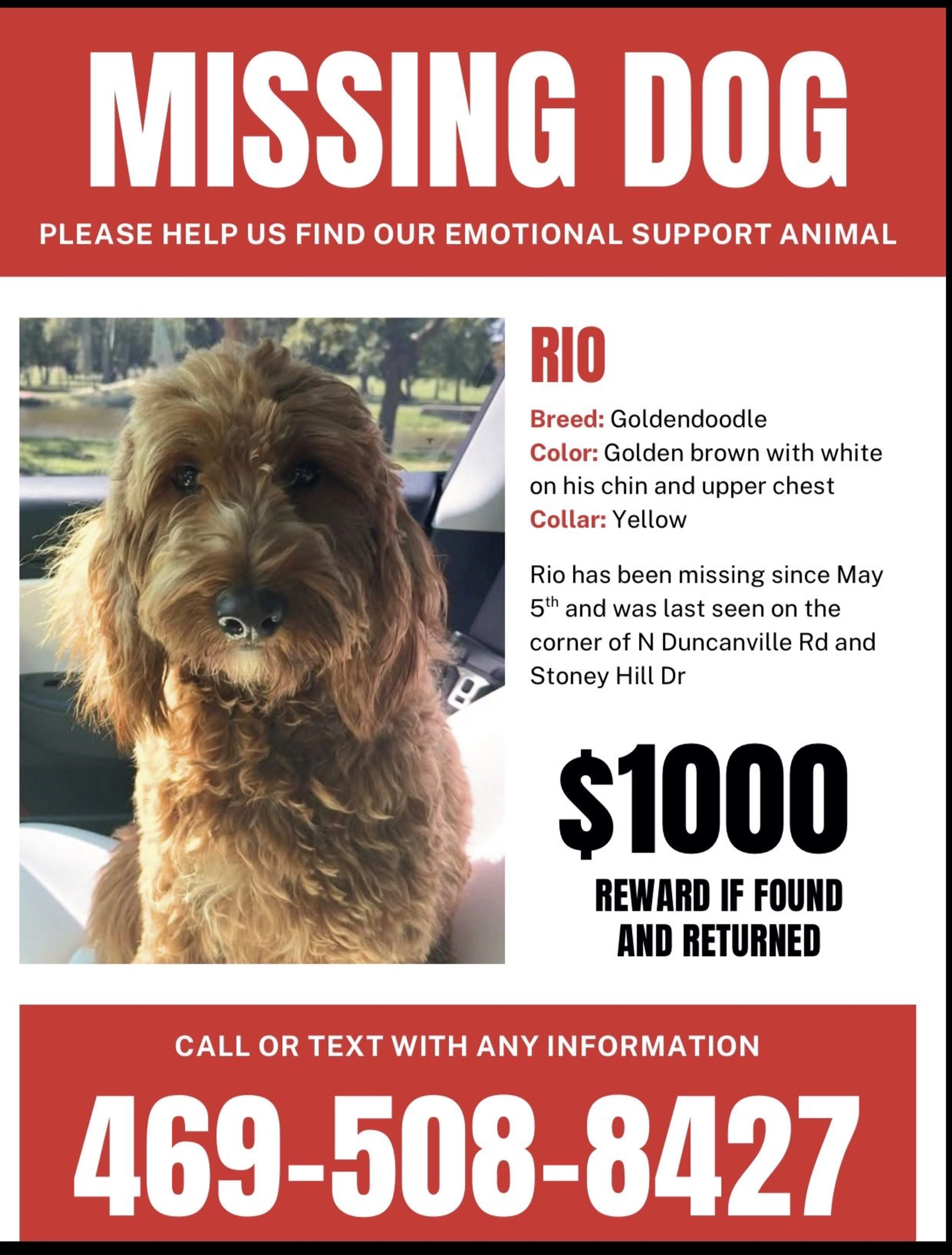 Lost pet