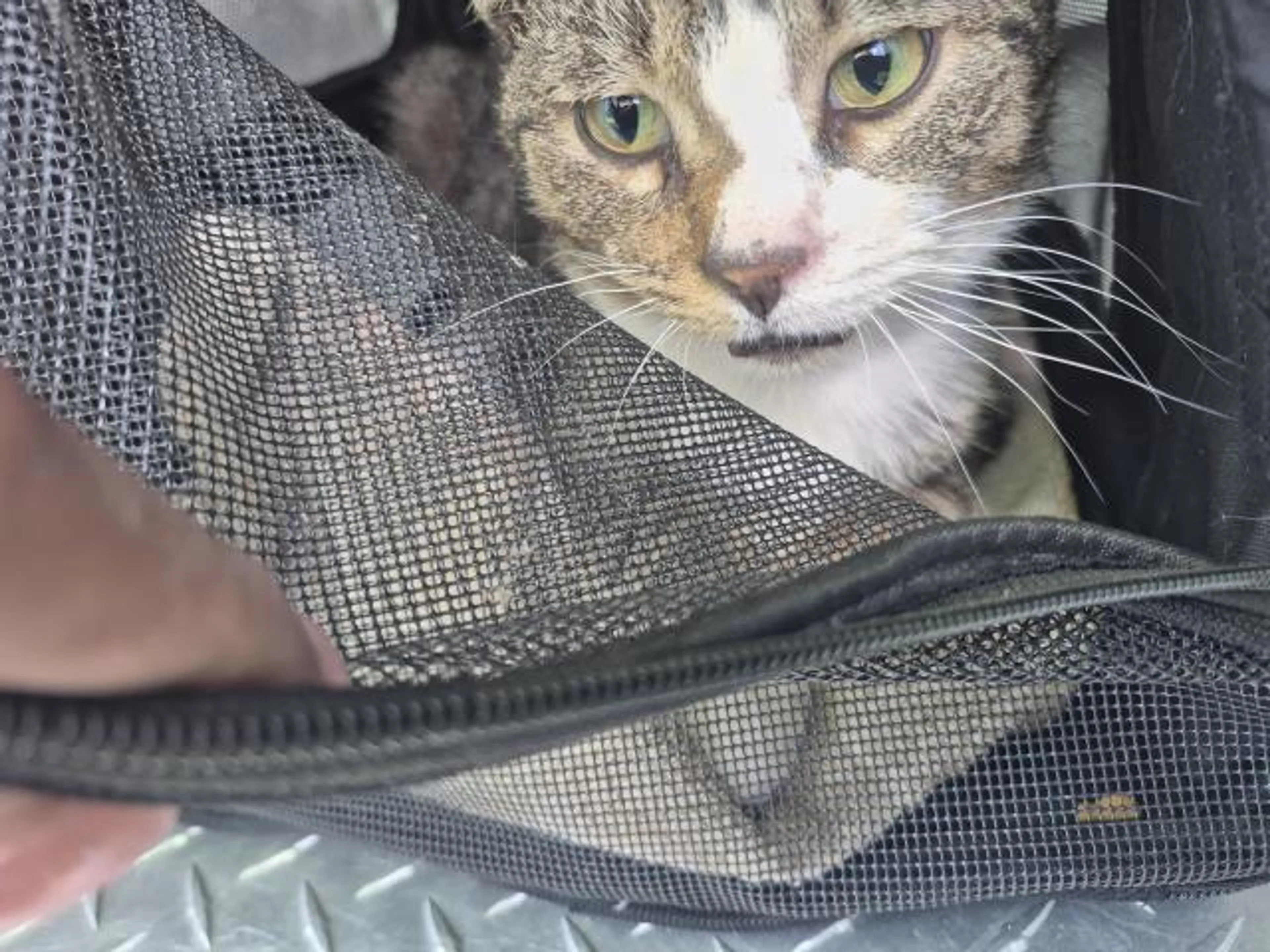 Found pet