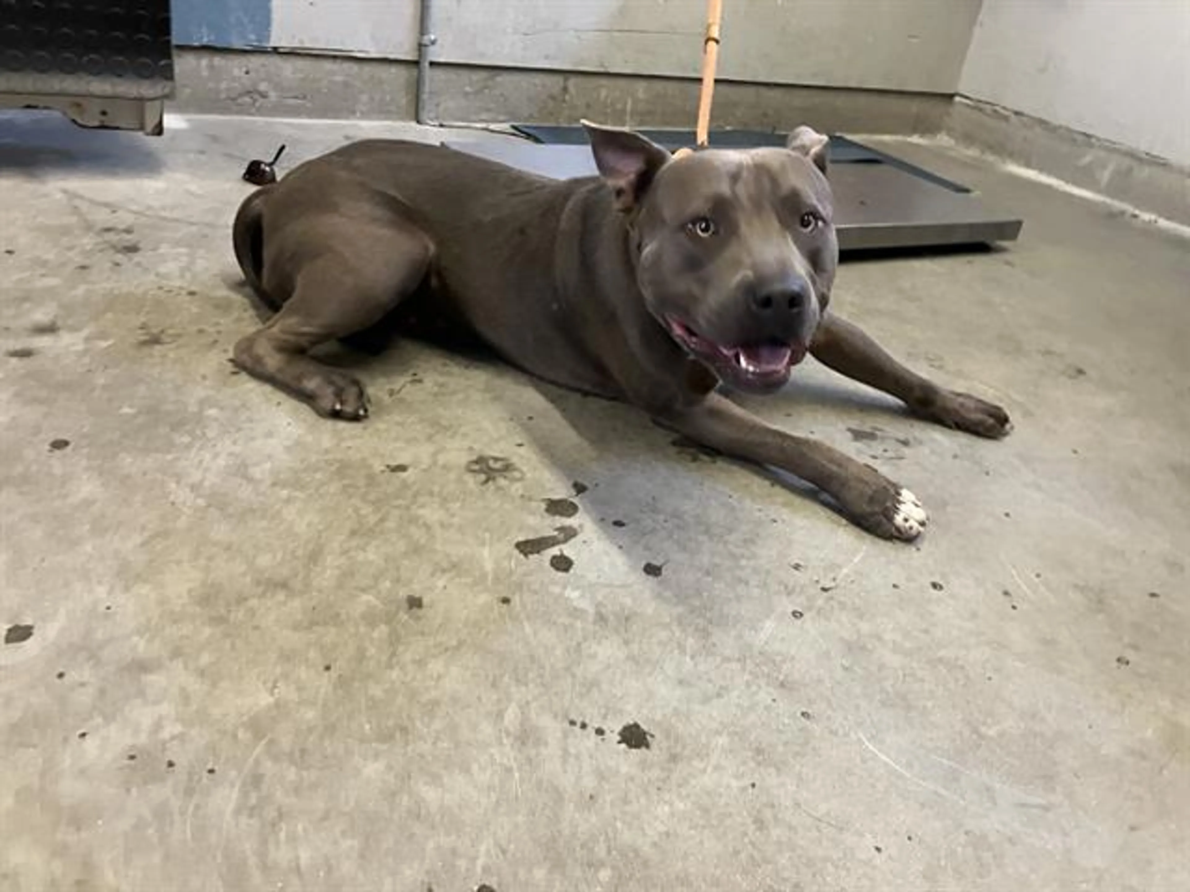 Found pet