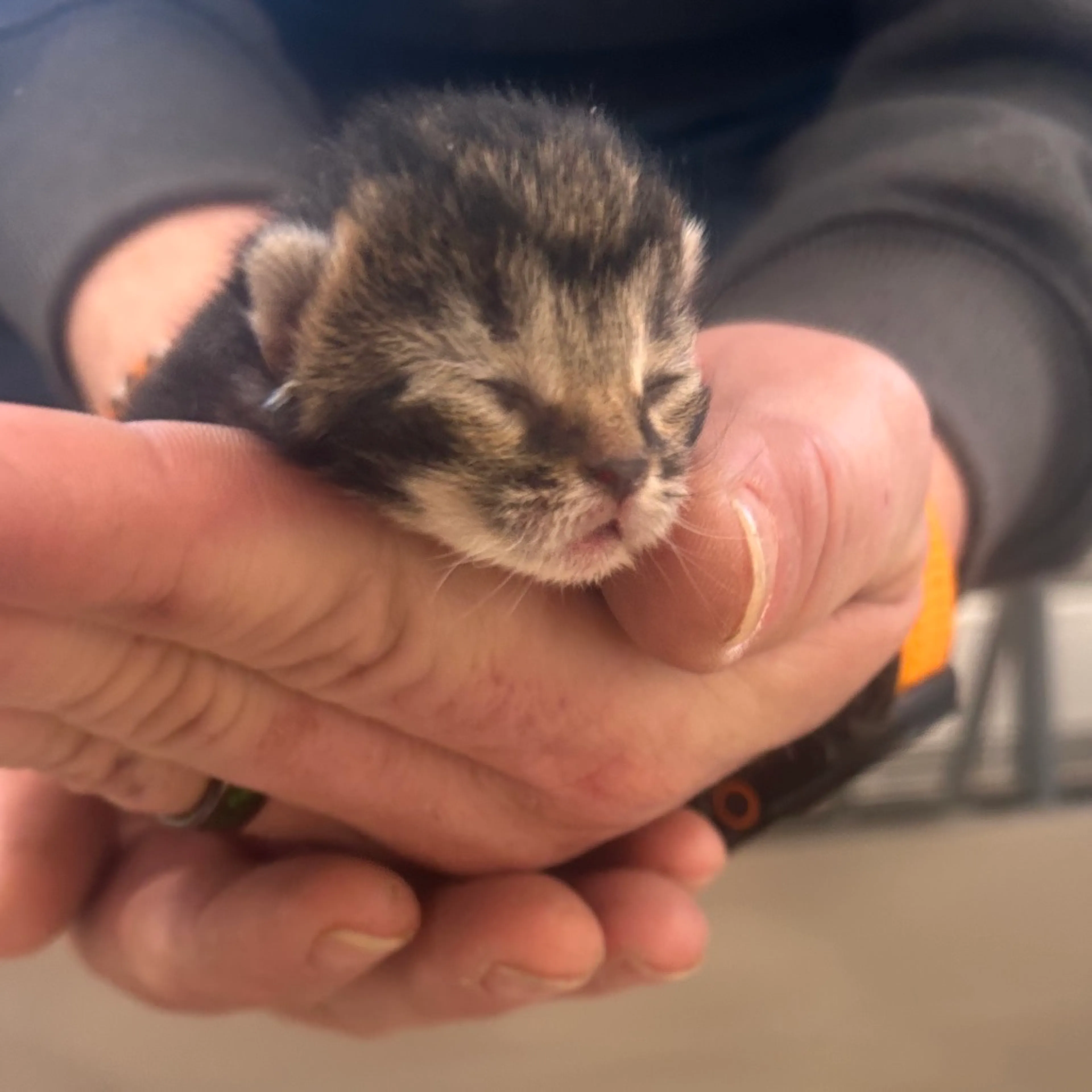 Found pet-1