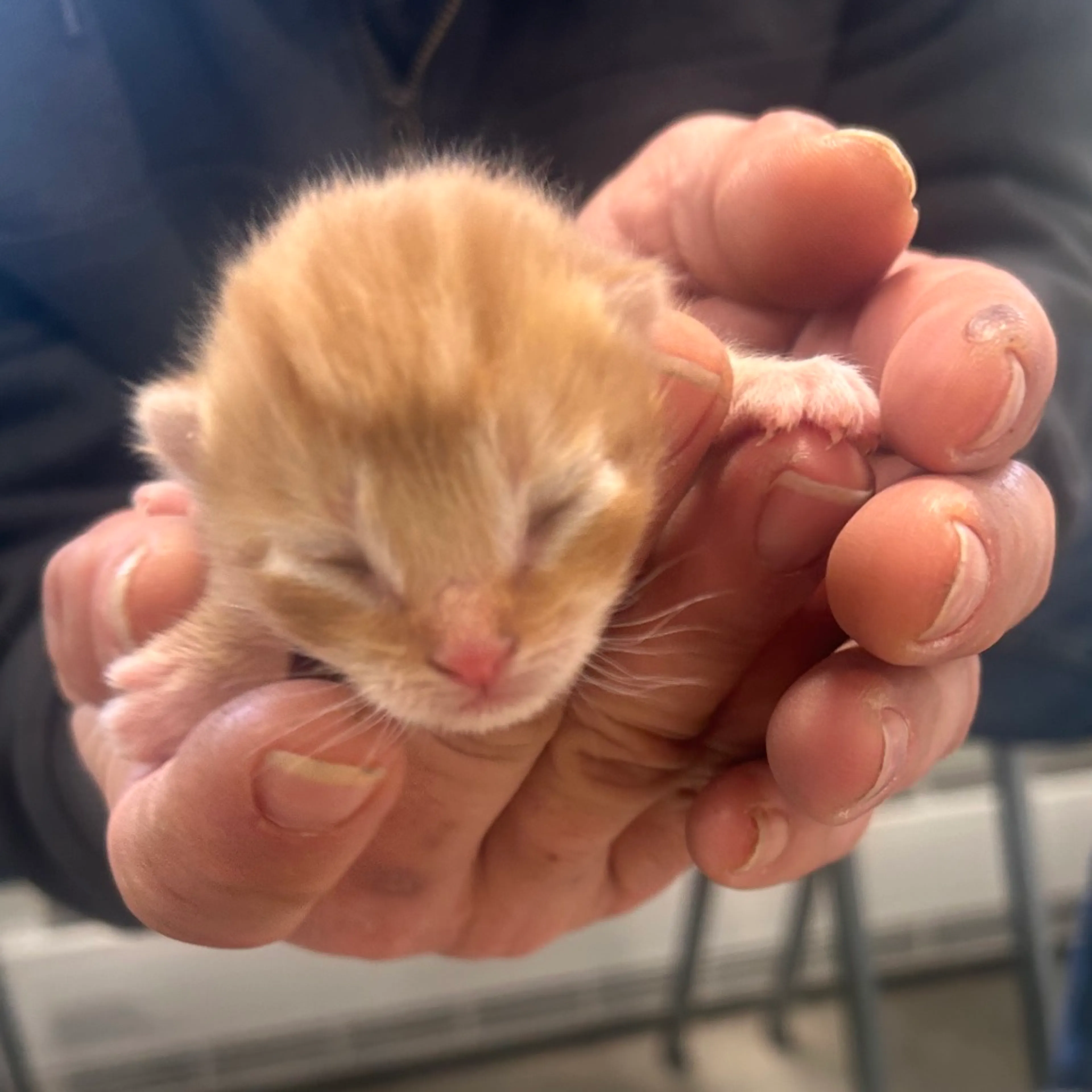 Found pet-1