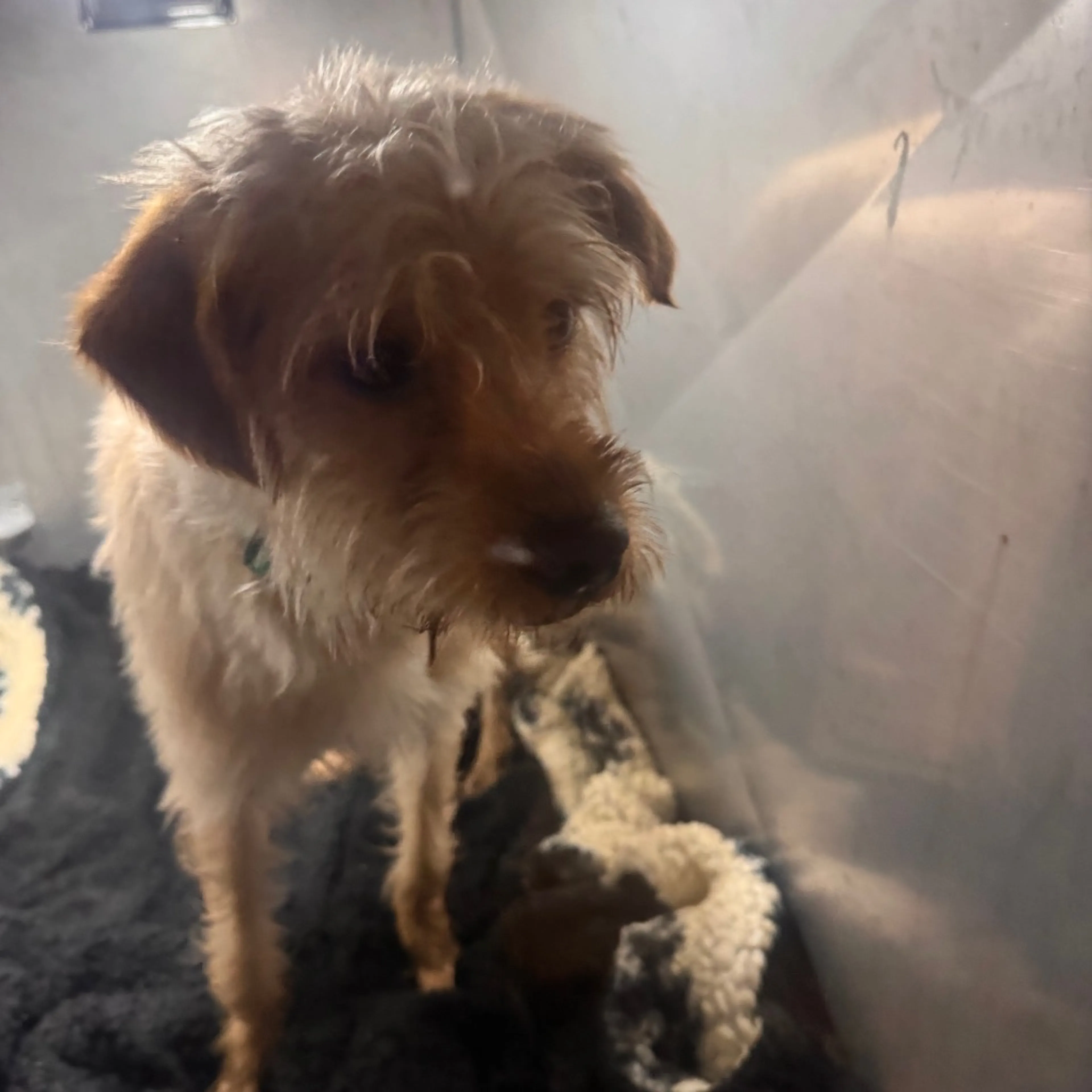 Found pet-1