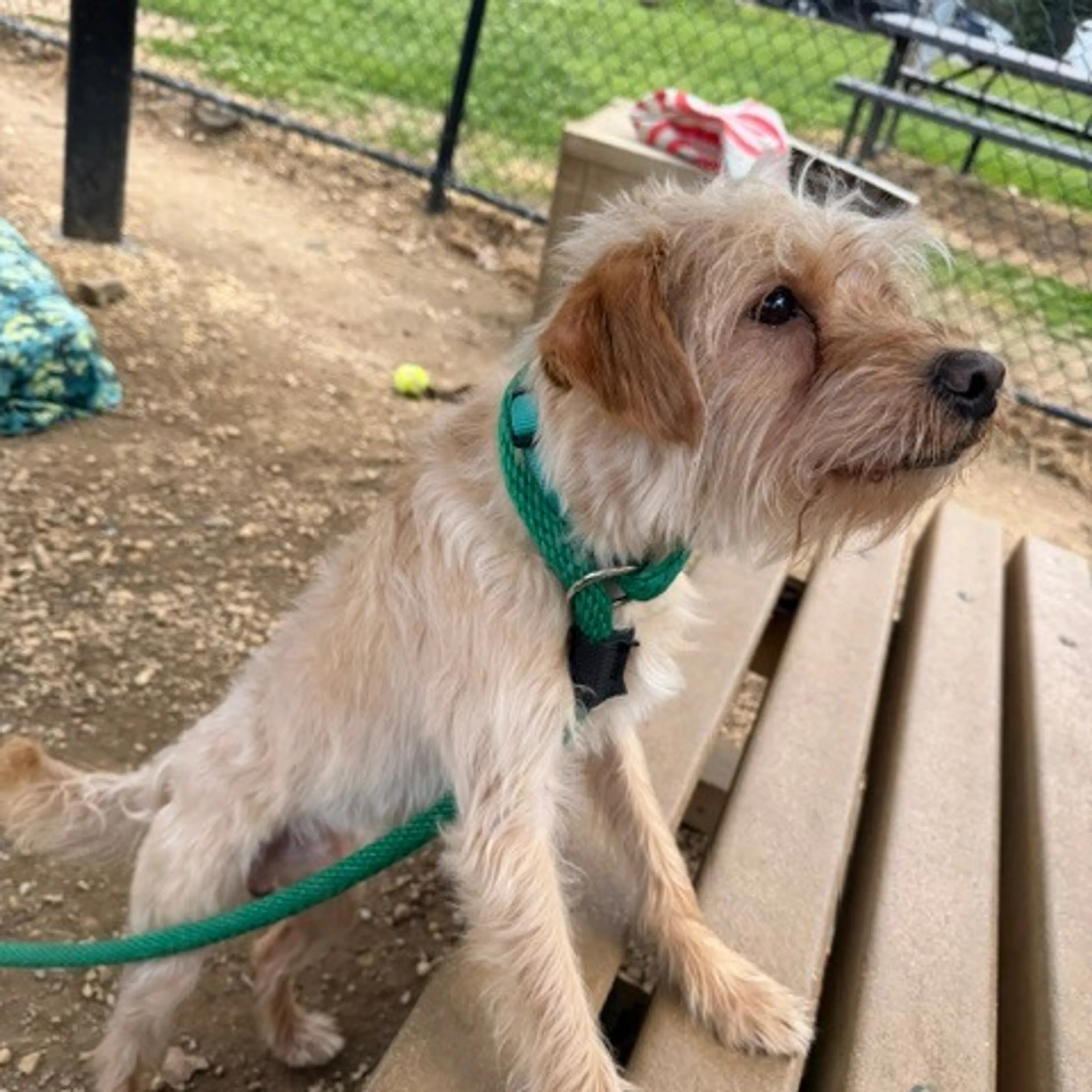 Found pet-4