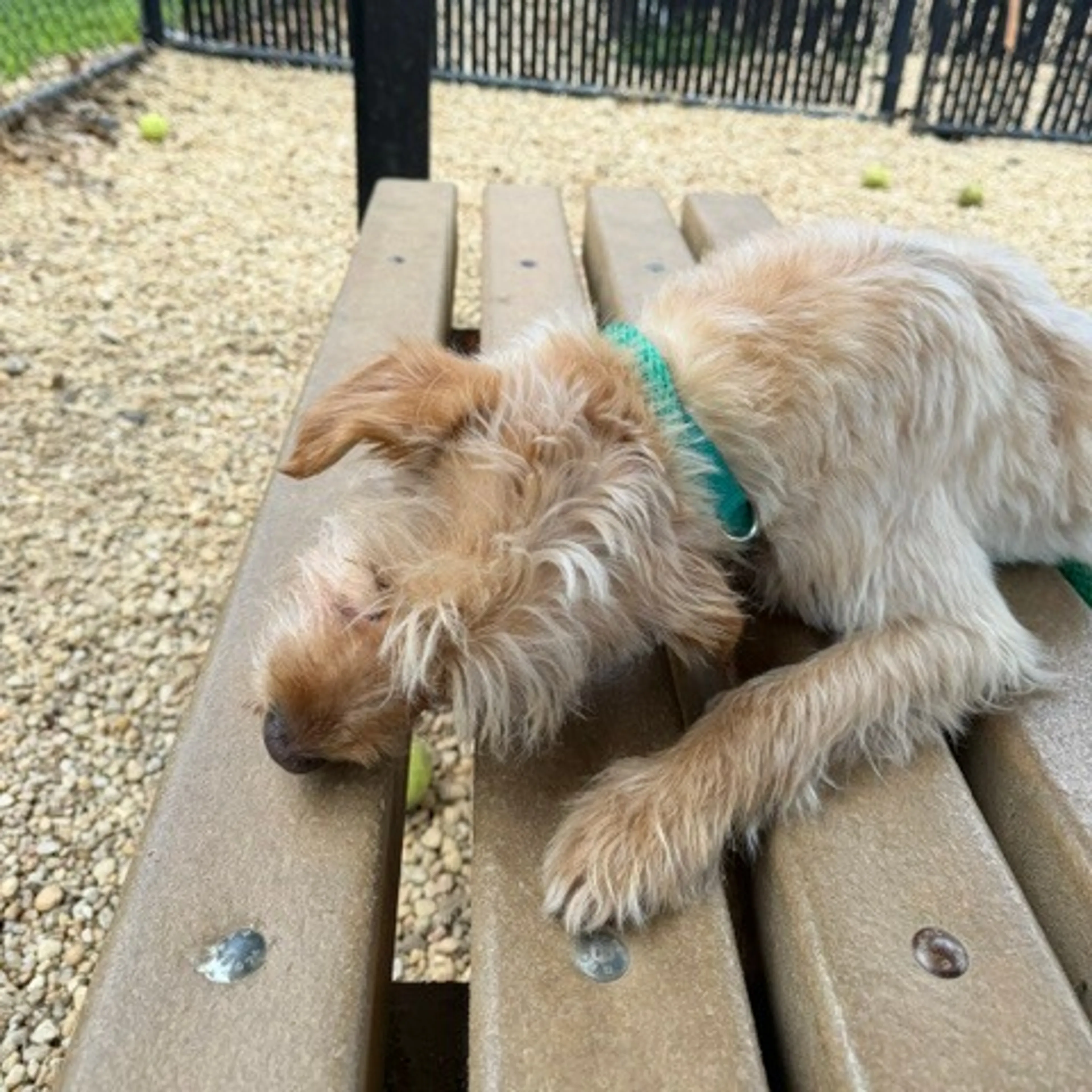 Found pet-3
