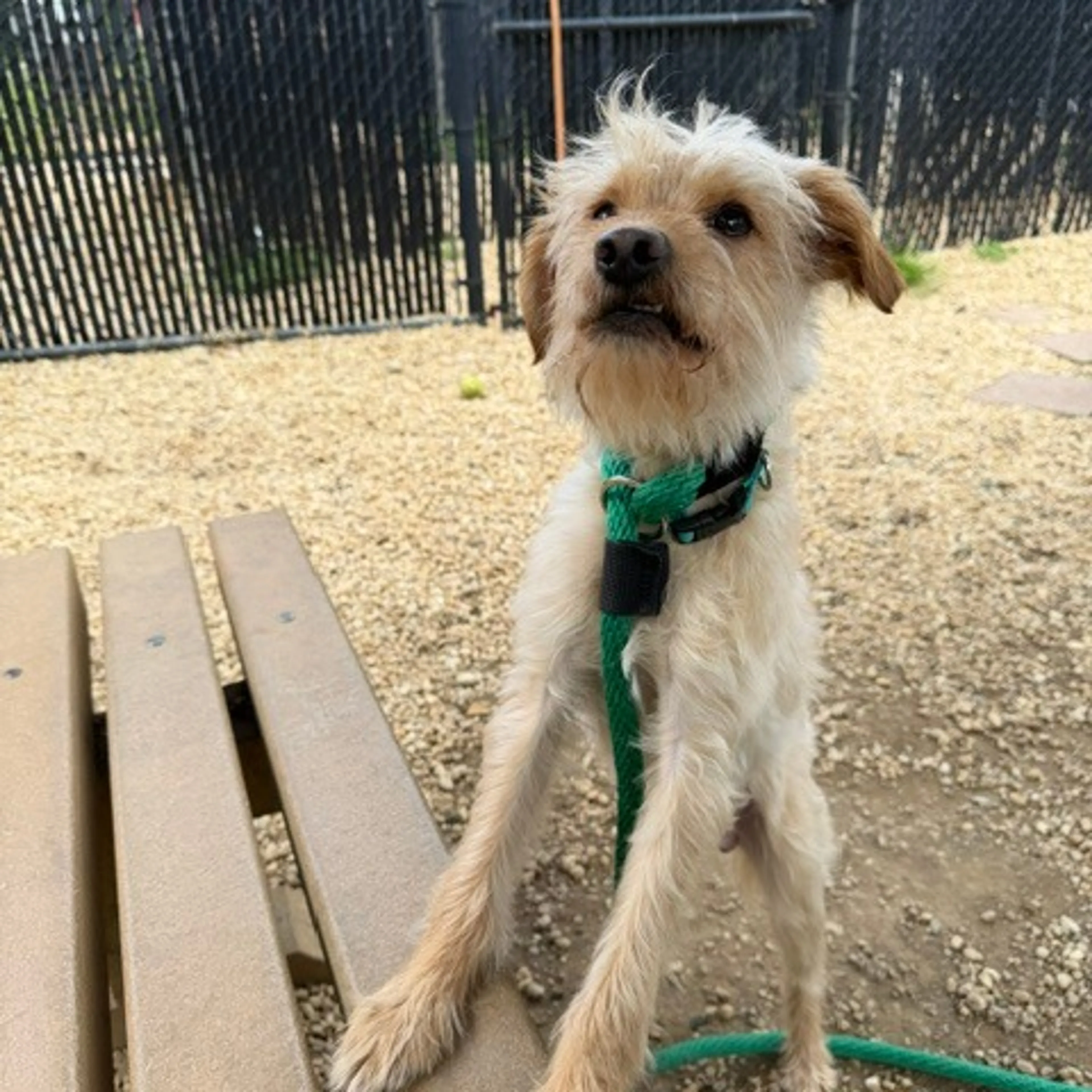 Found pet-5