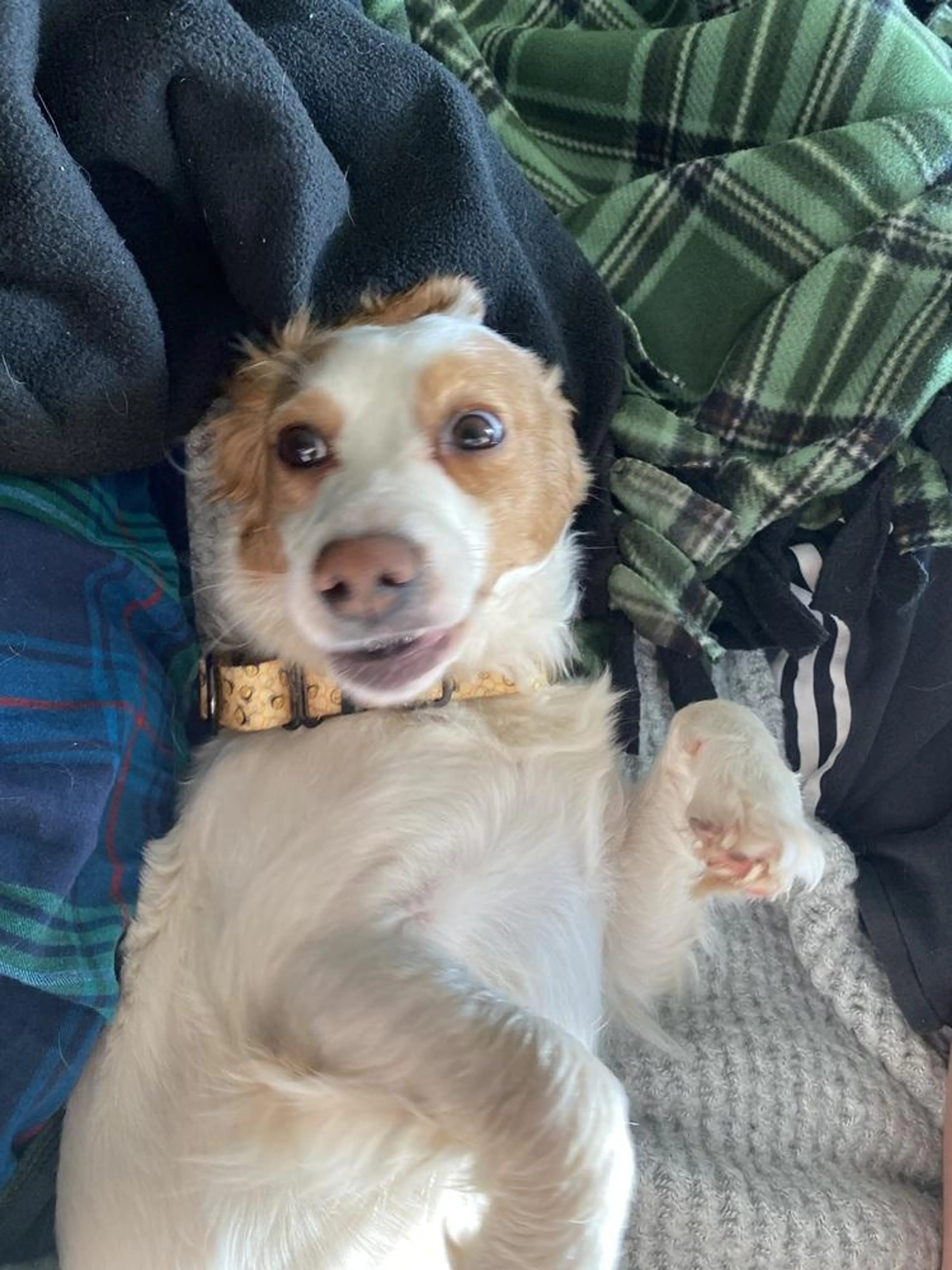 Found pet-2
