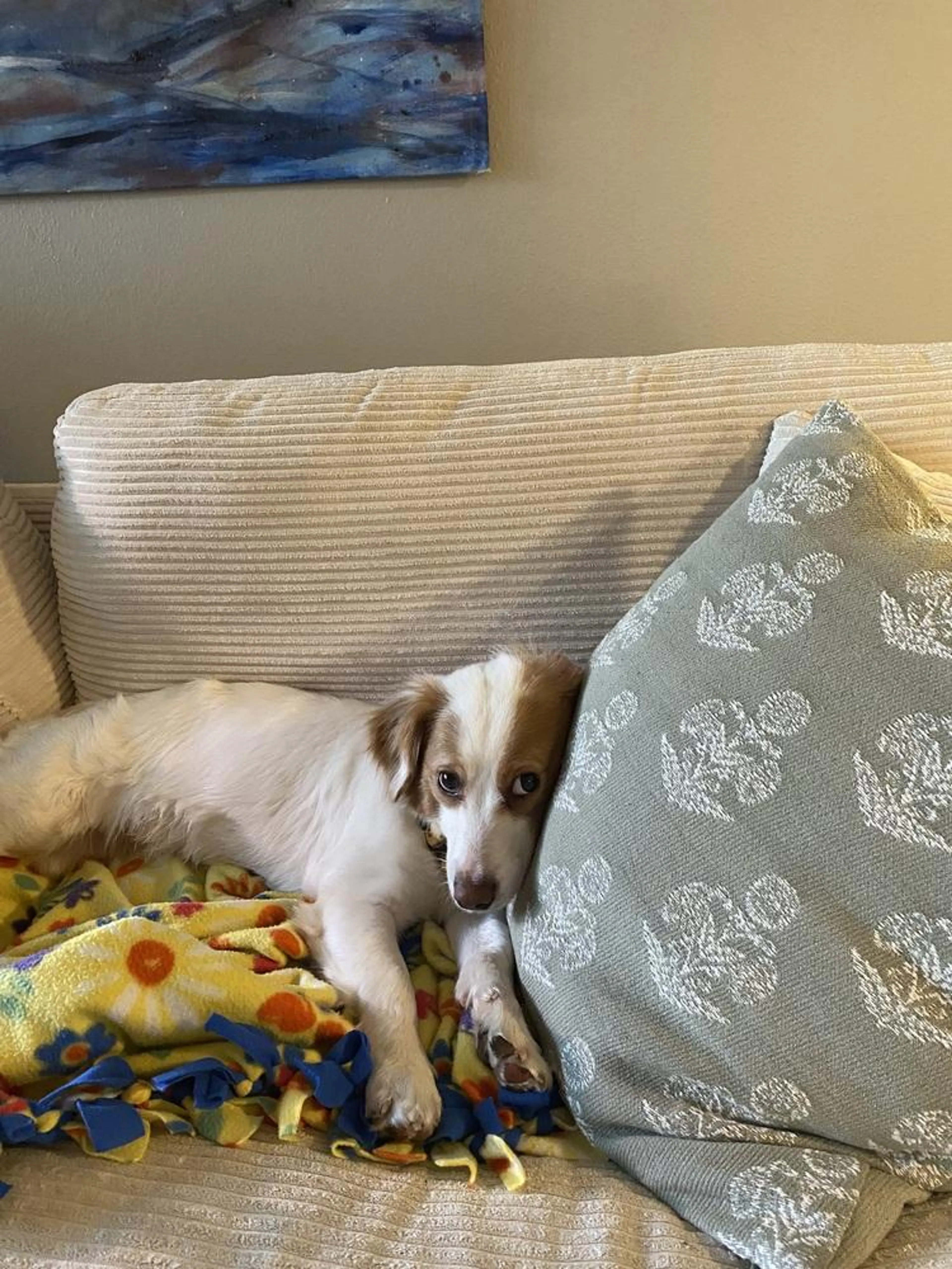 Found pet-0