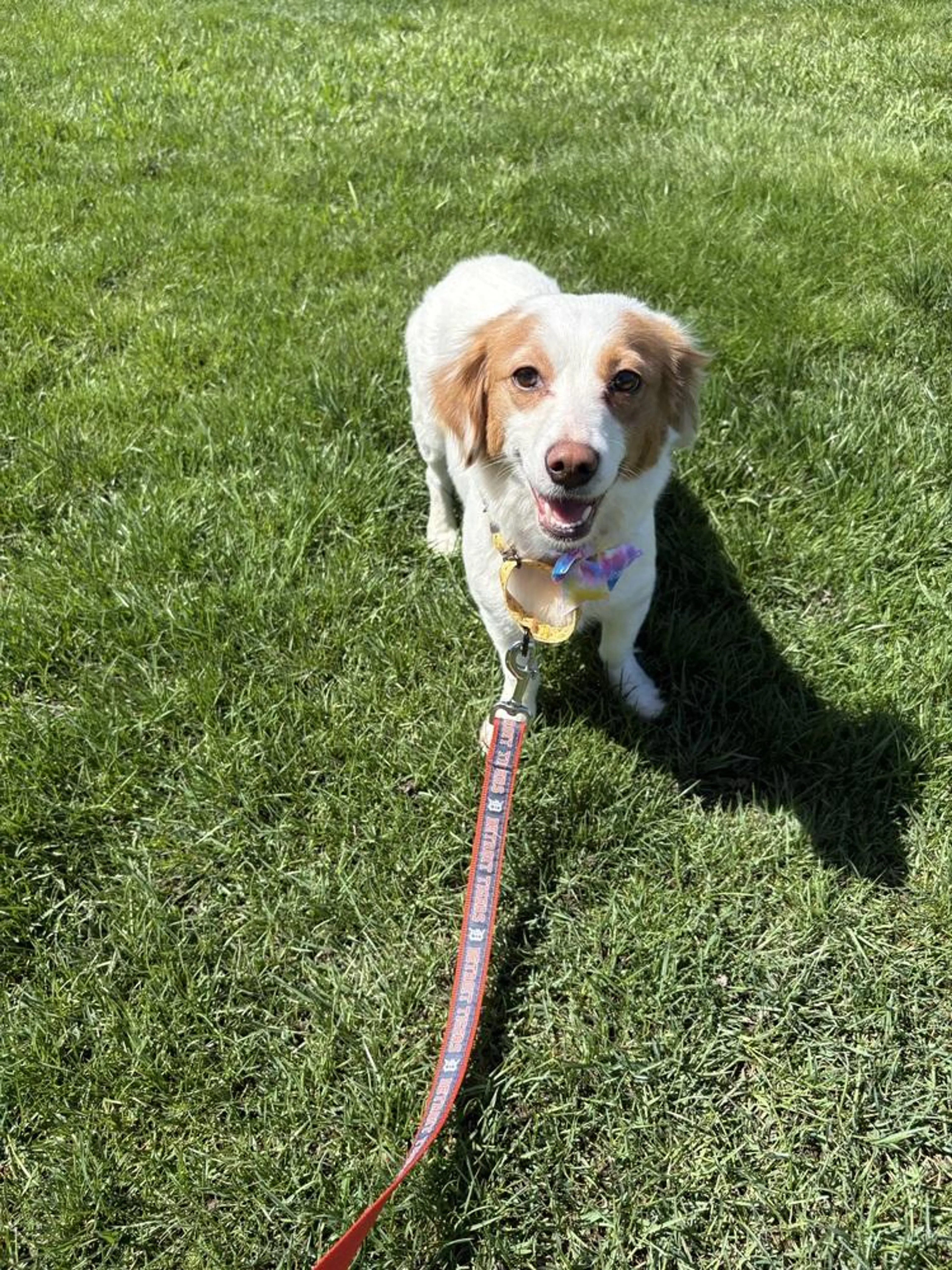 Found pet-1