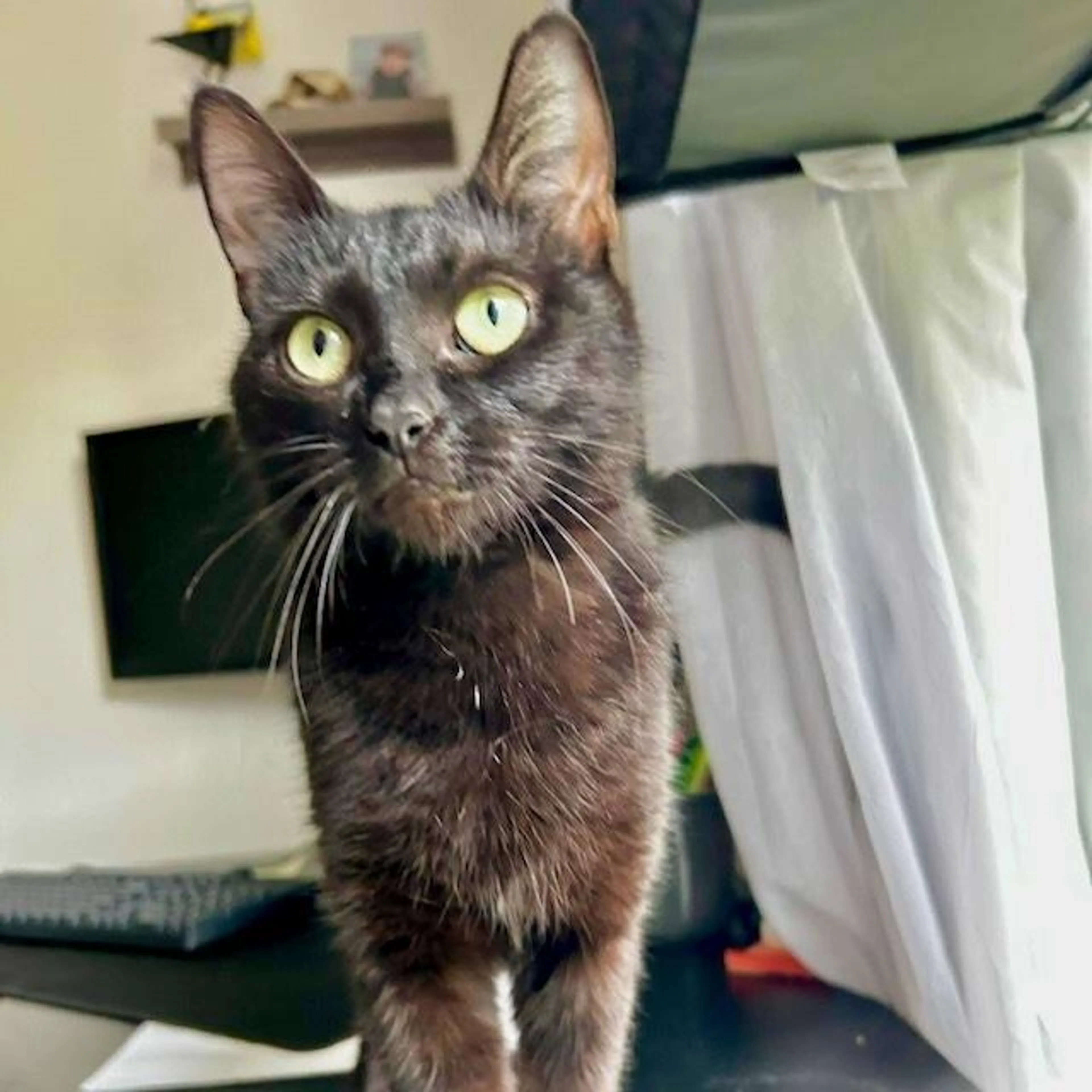 Found pet-2