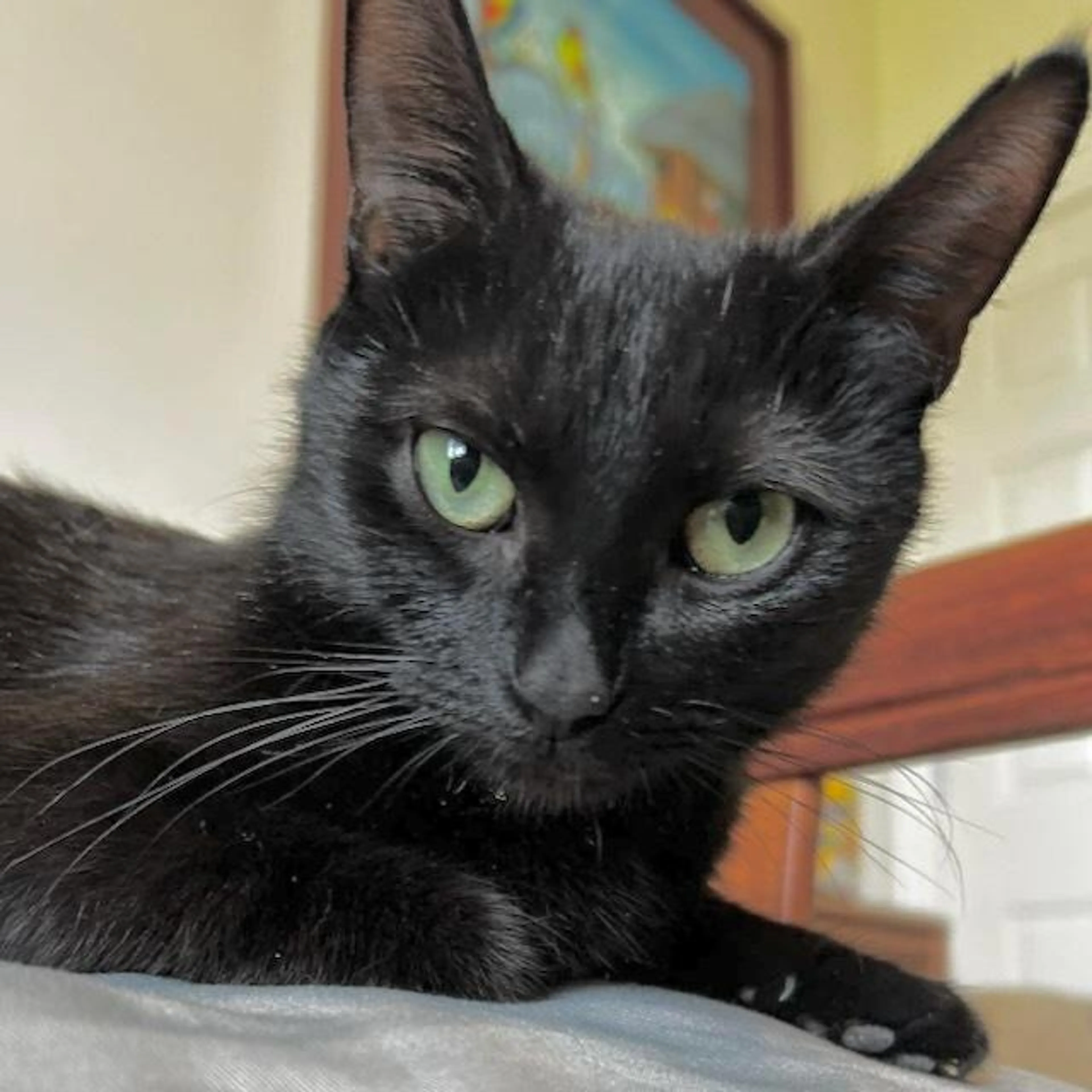 Found pet-3