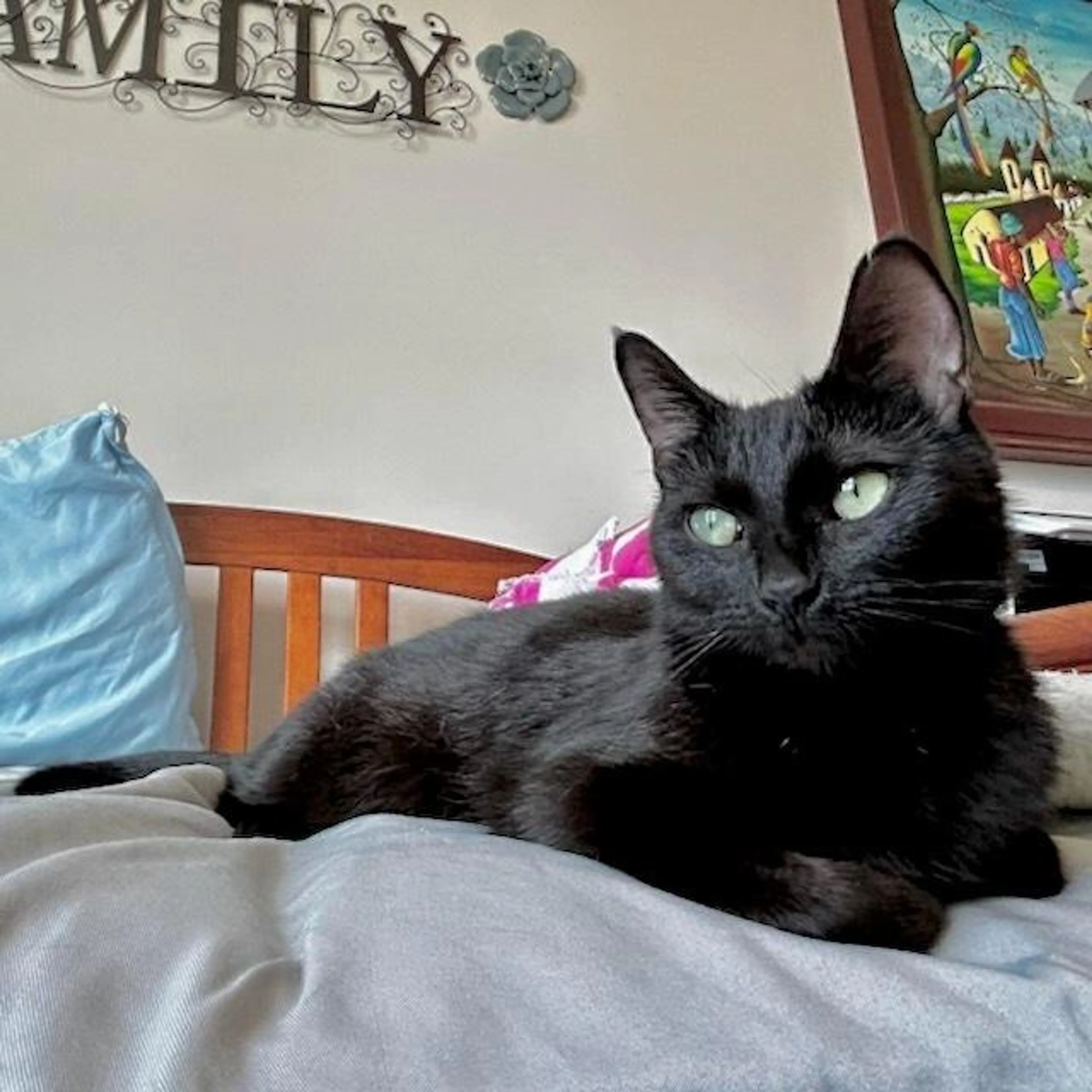 Found pet-1