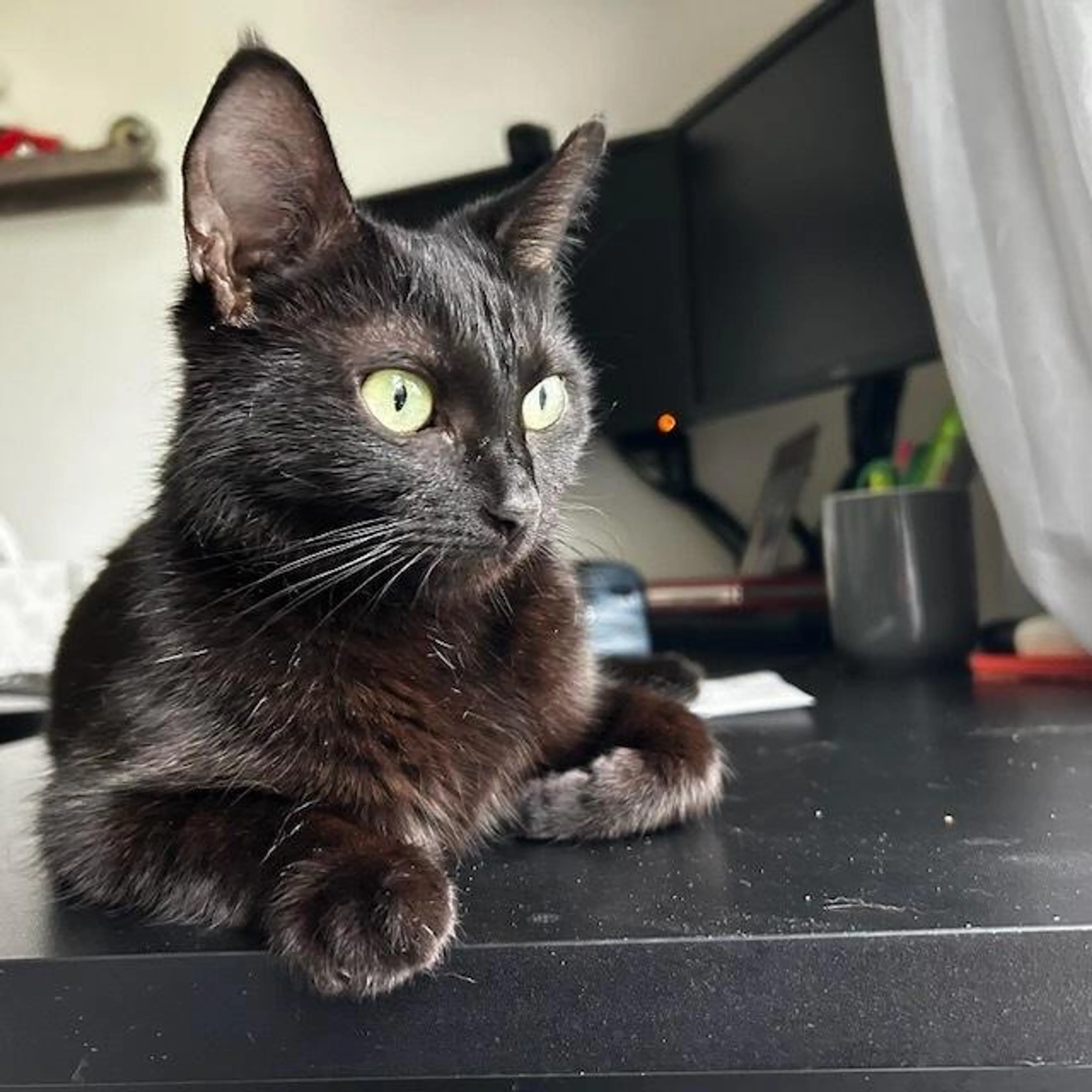 Found pet-5