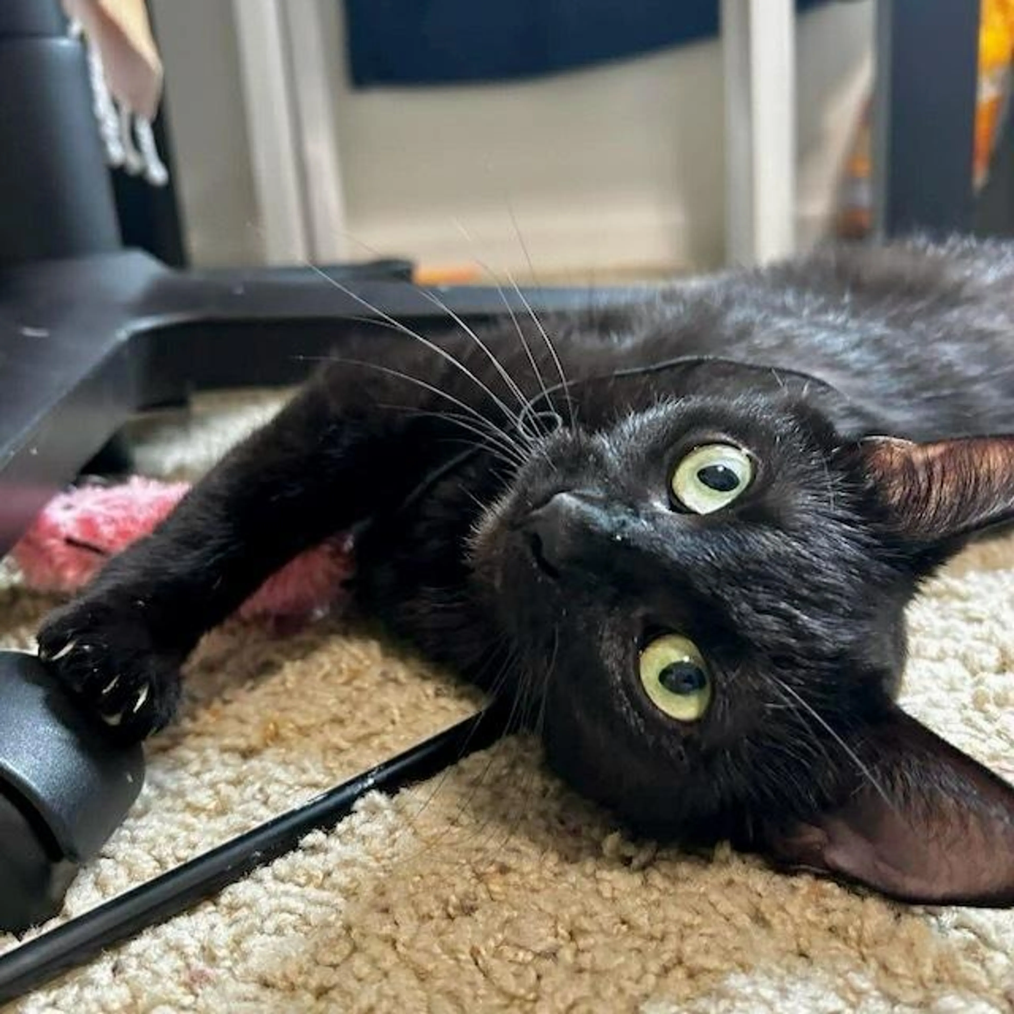 Found pet-0
