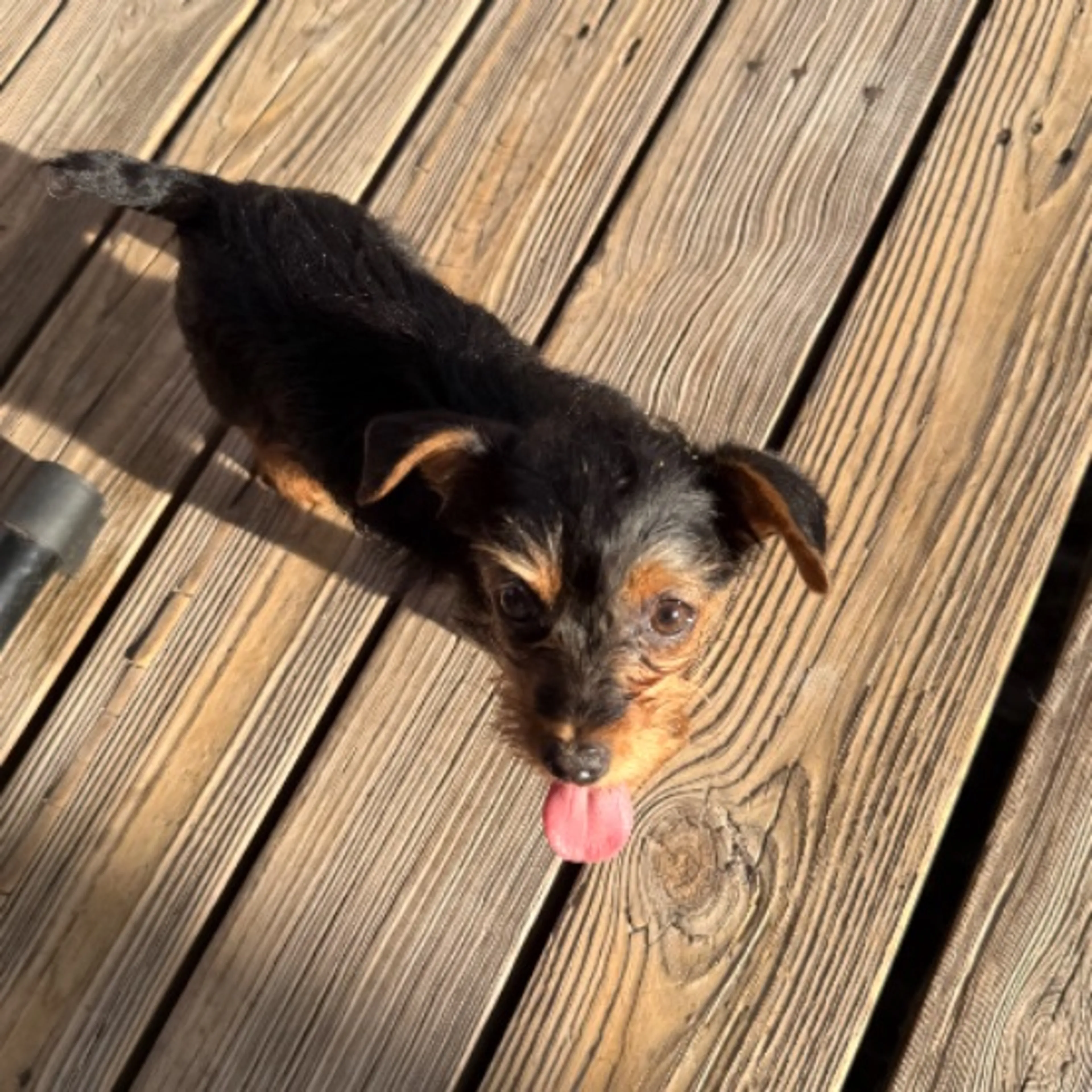 Found pet