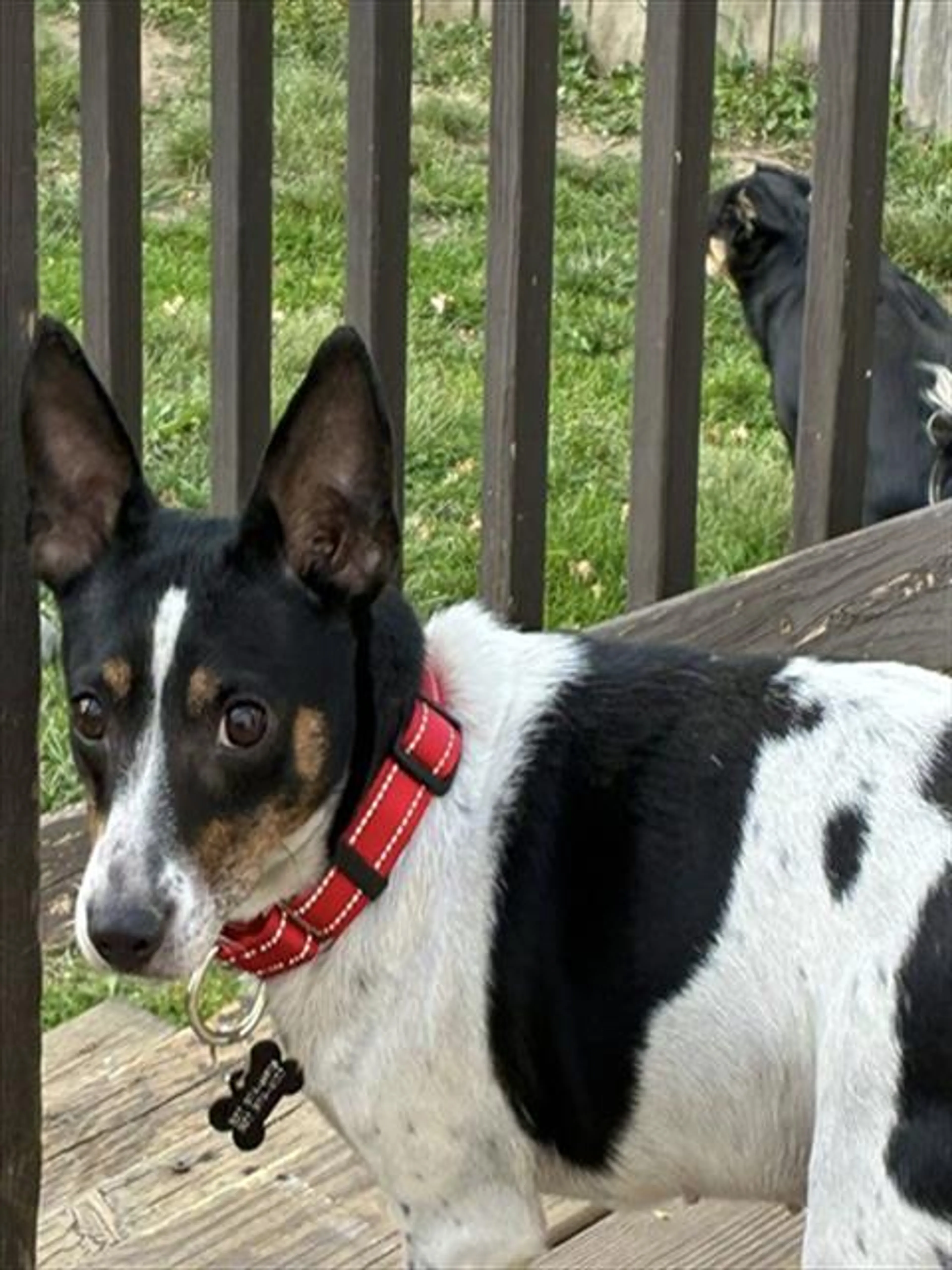 Found pet