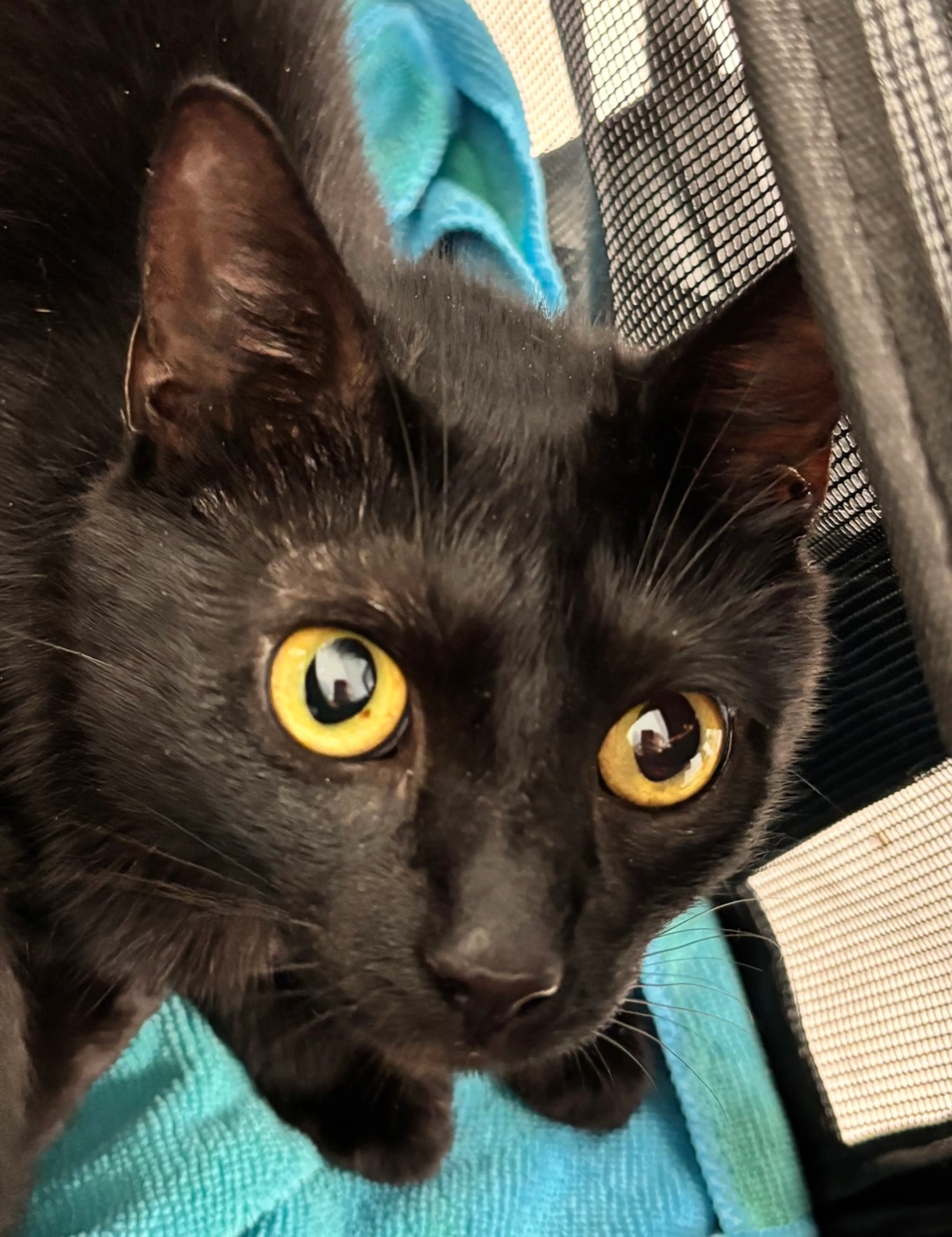 Found pet