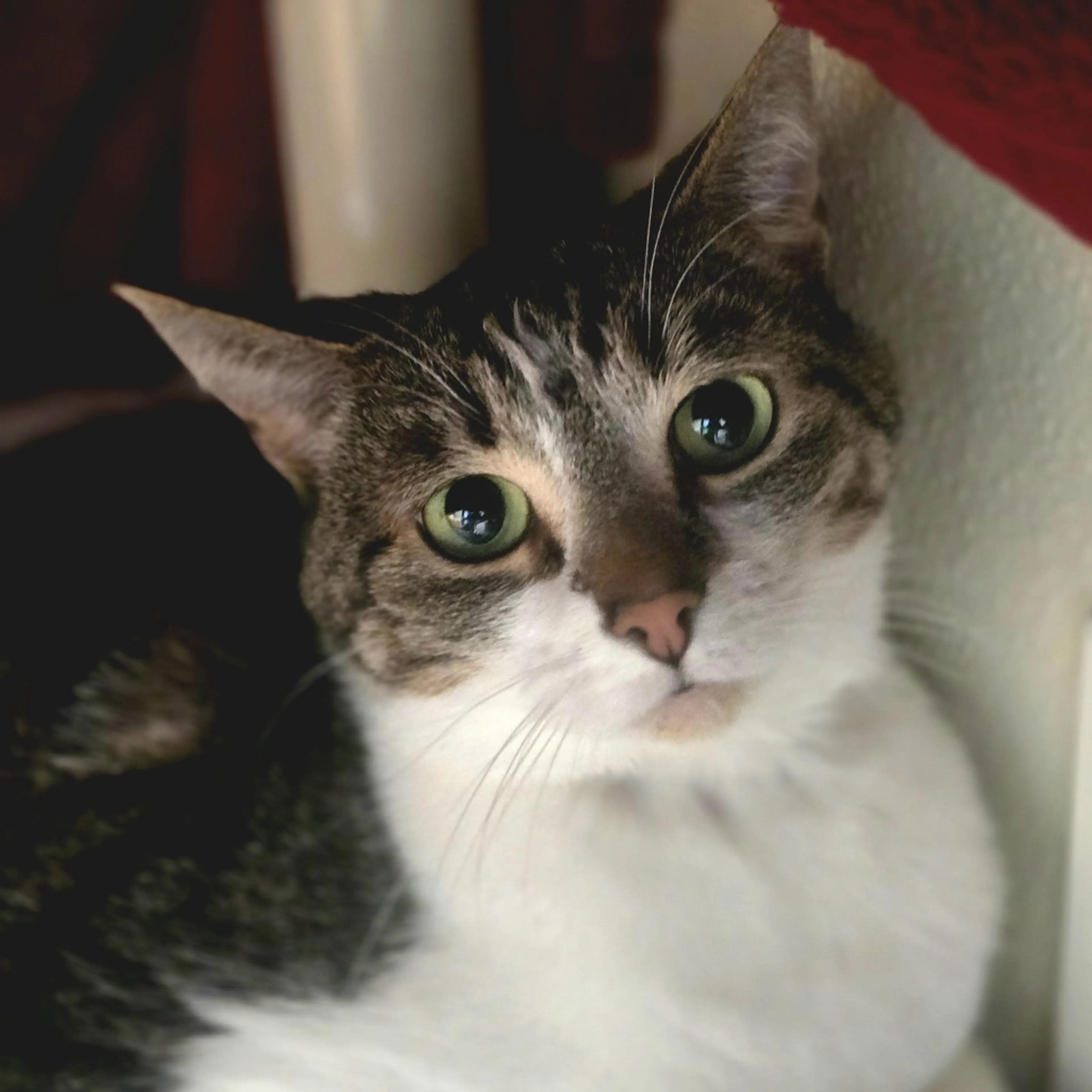 Found pet-2