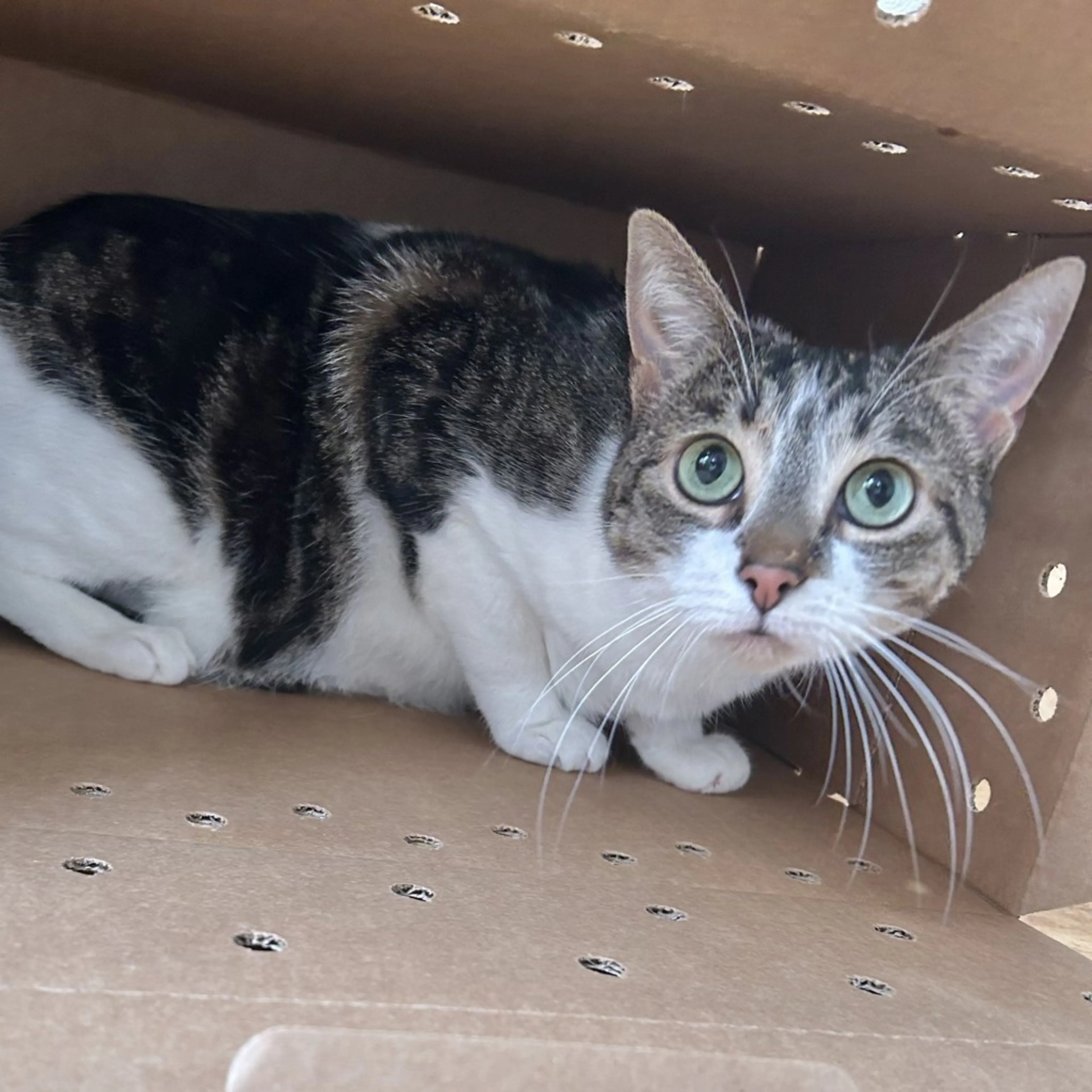 Found pet-3