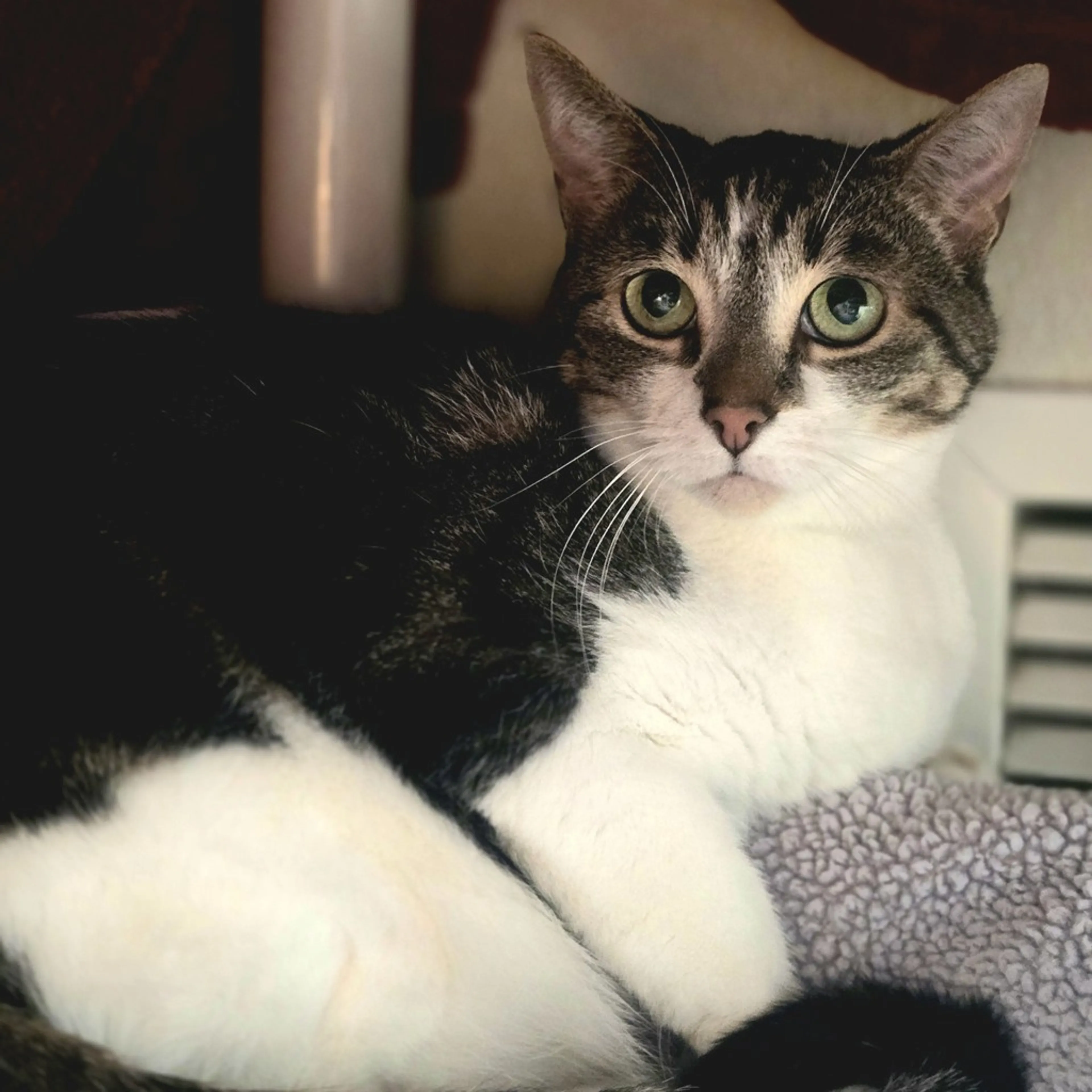 Found pet-1