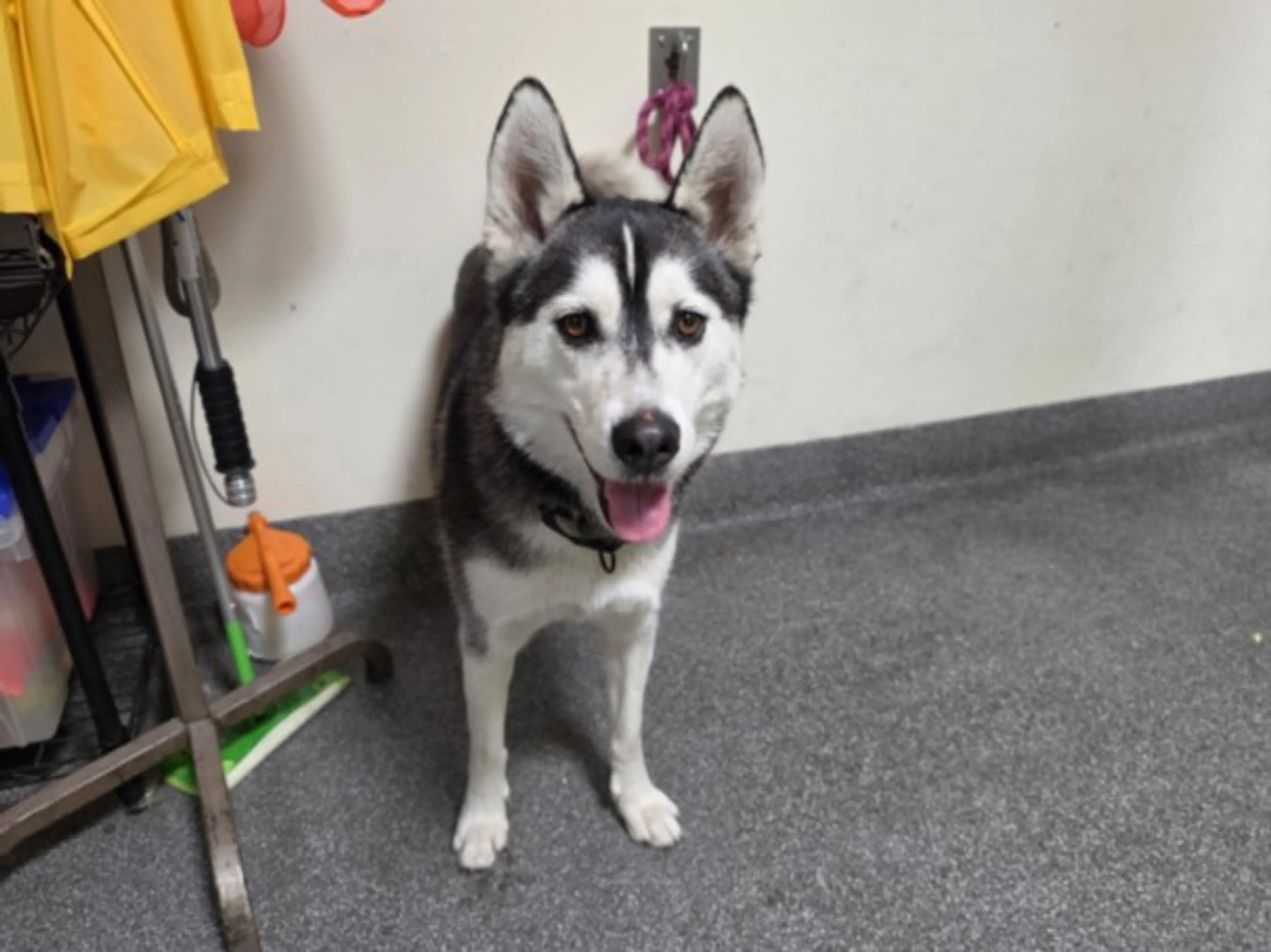 Found pet