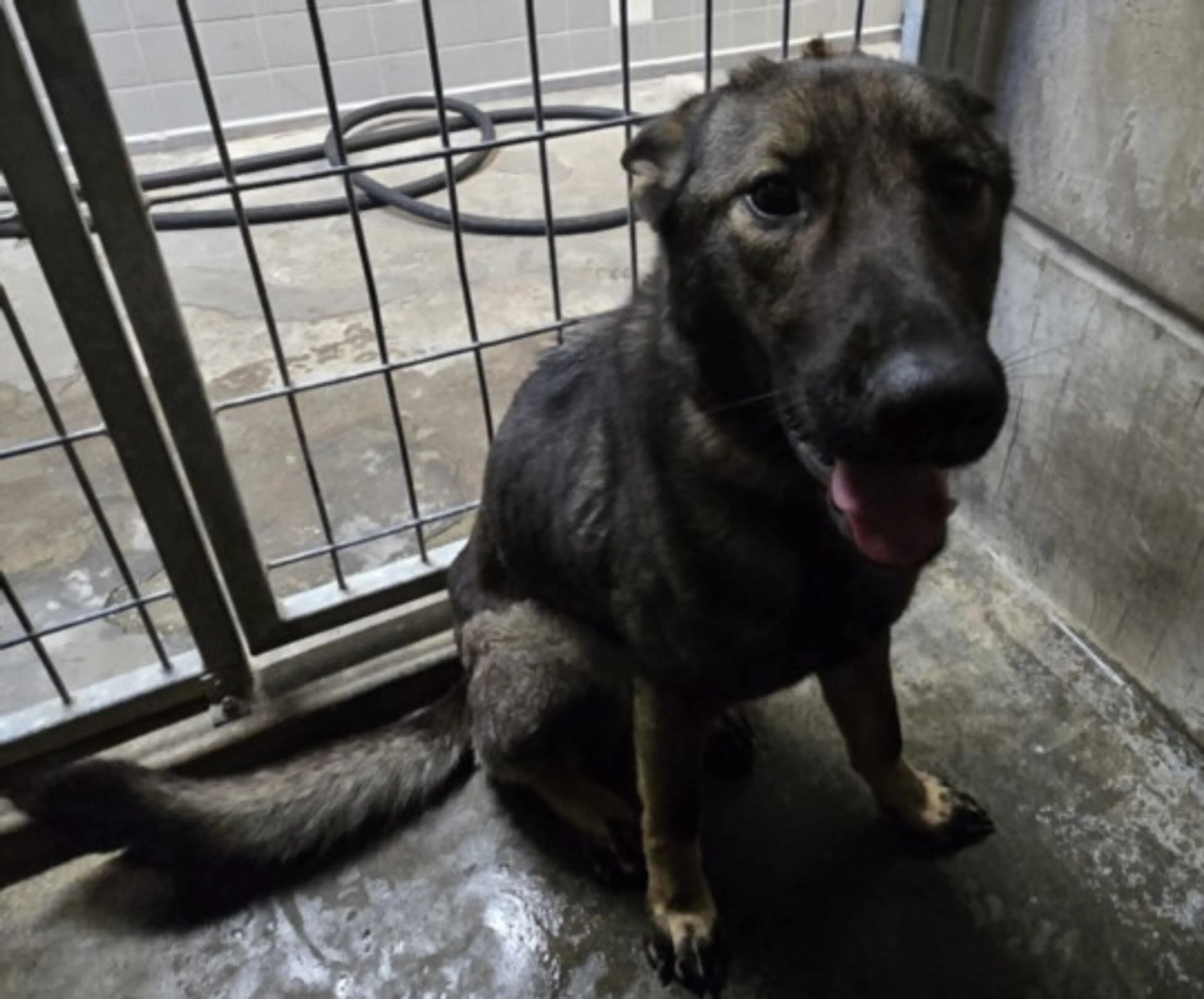 Found pet