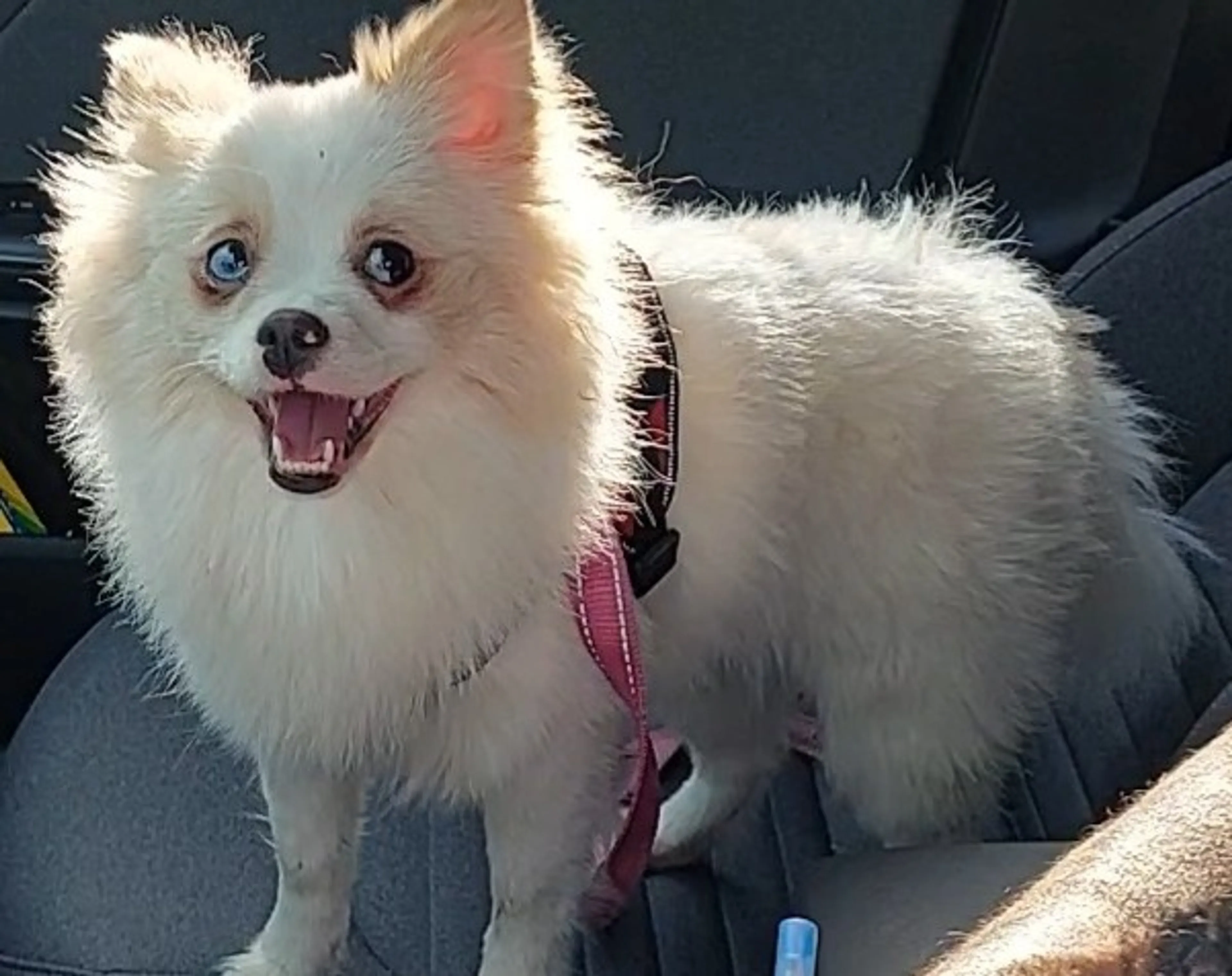 Found pet