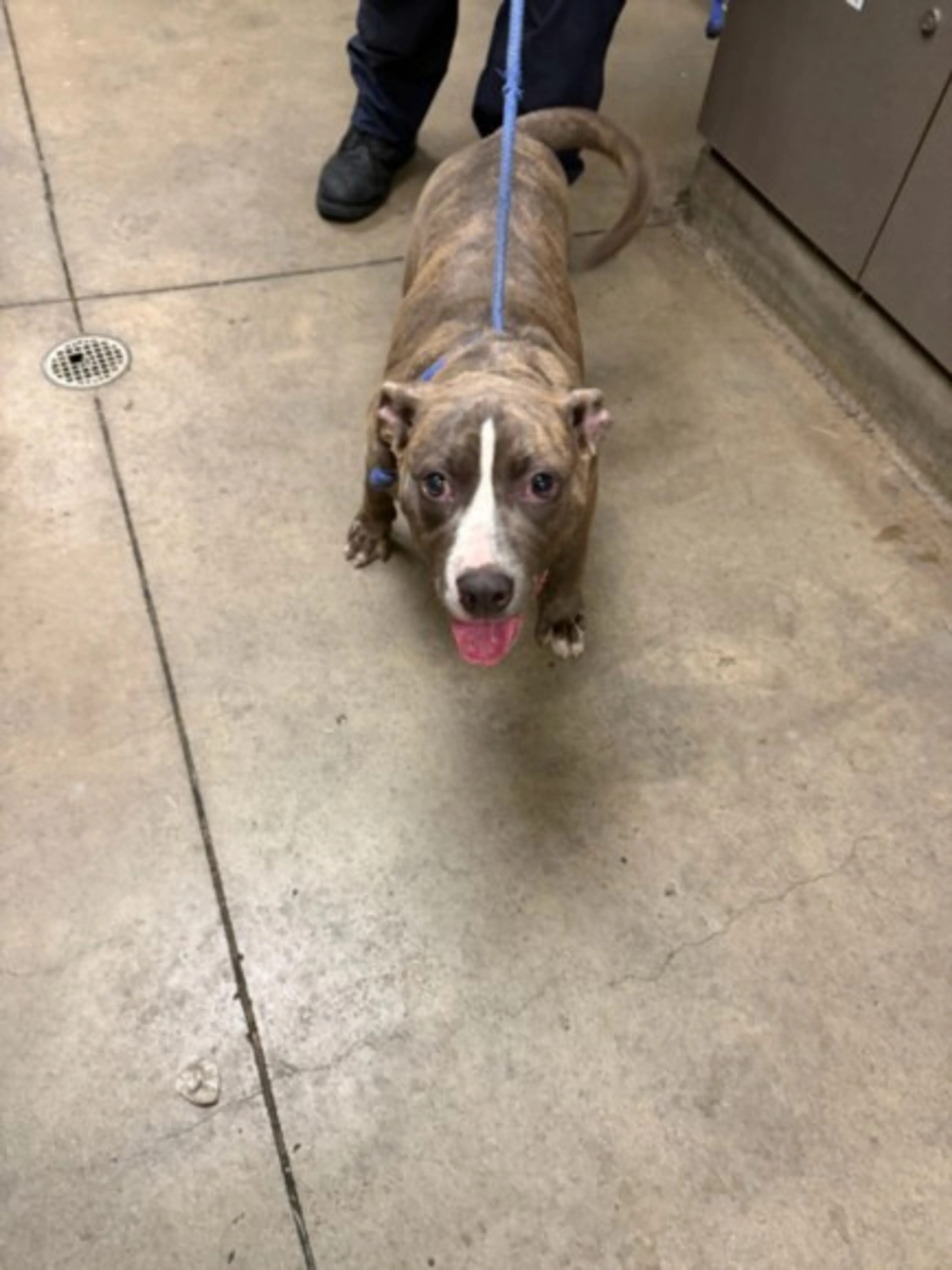 Found pet