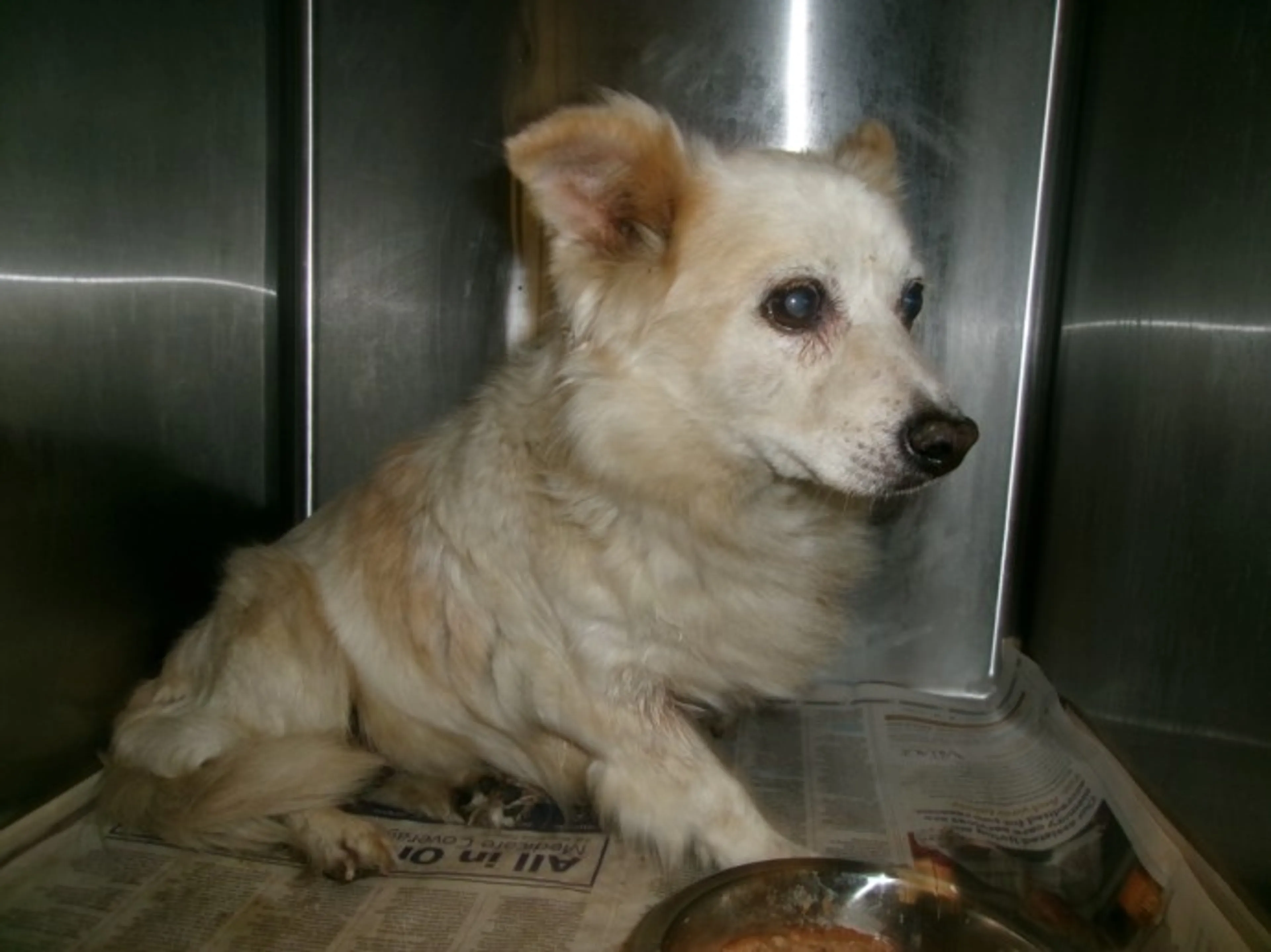 Found pet