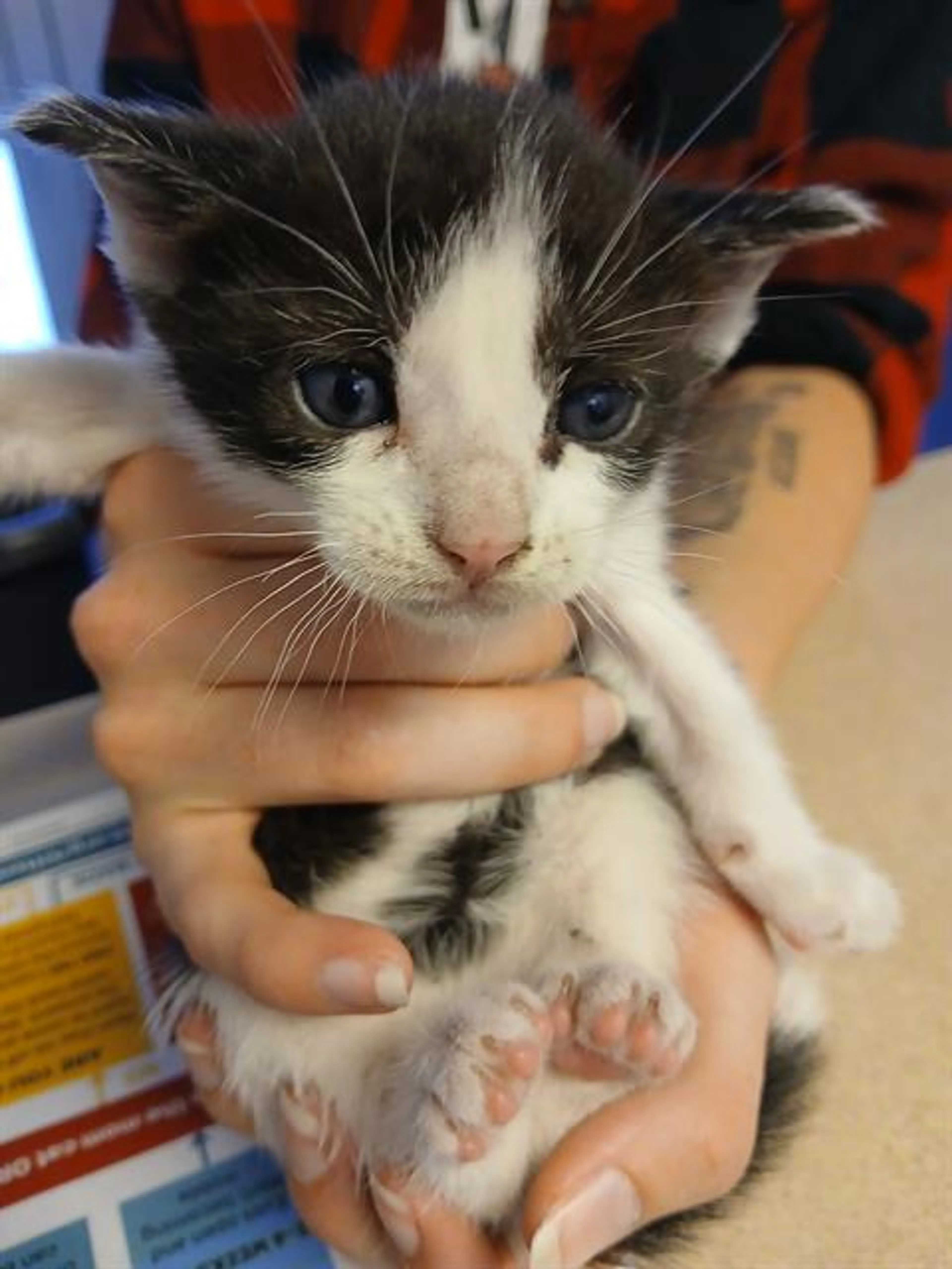 Found pet