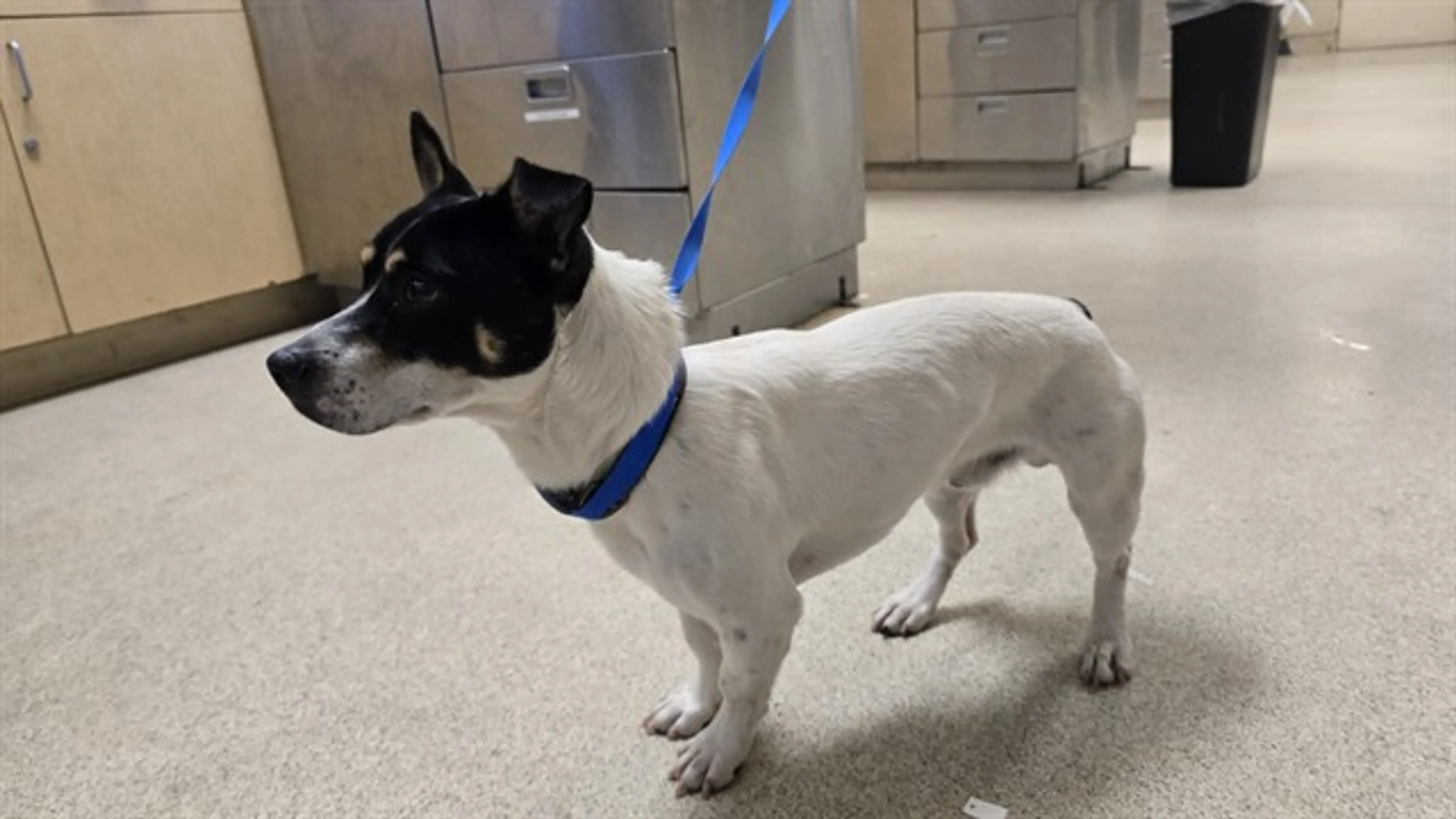 Found pet