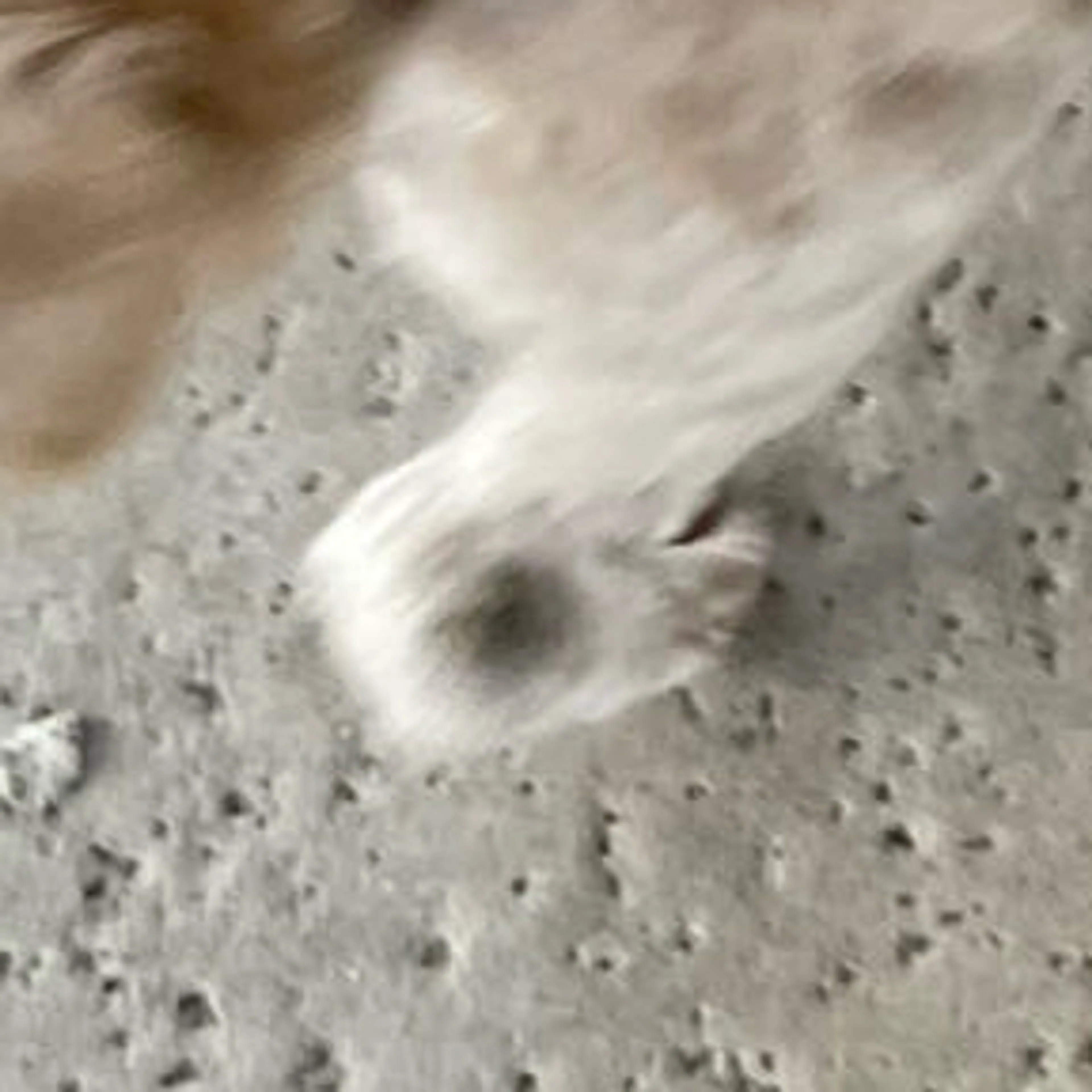 Lost pet-3