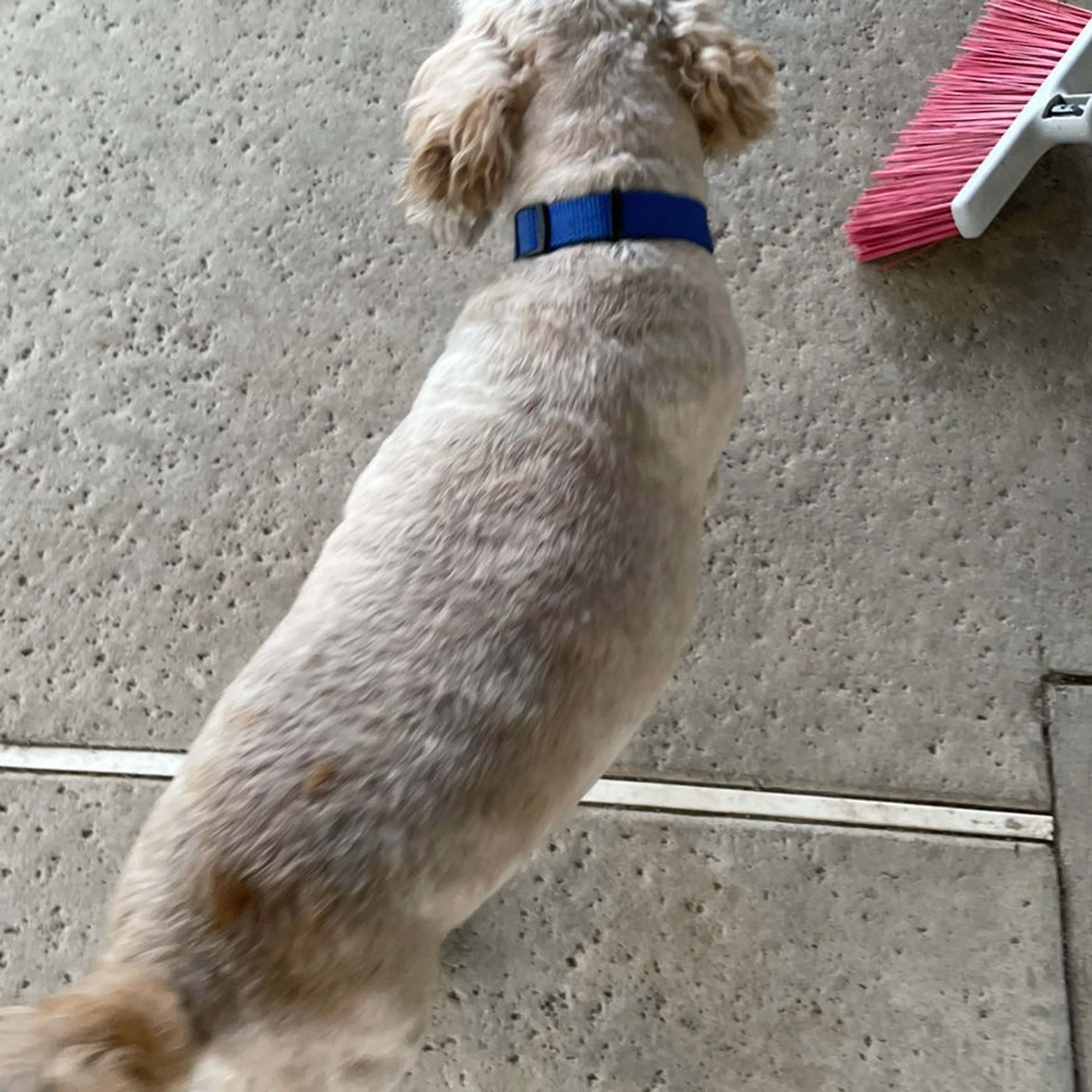 Lost pet-1