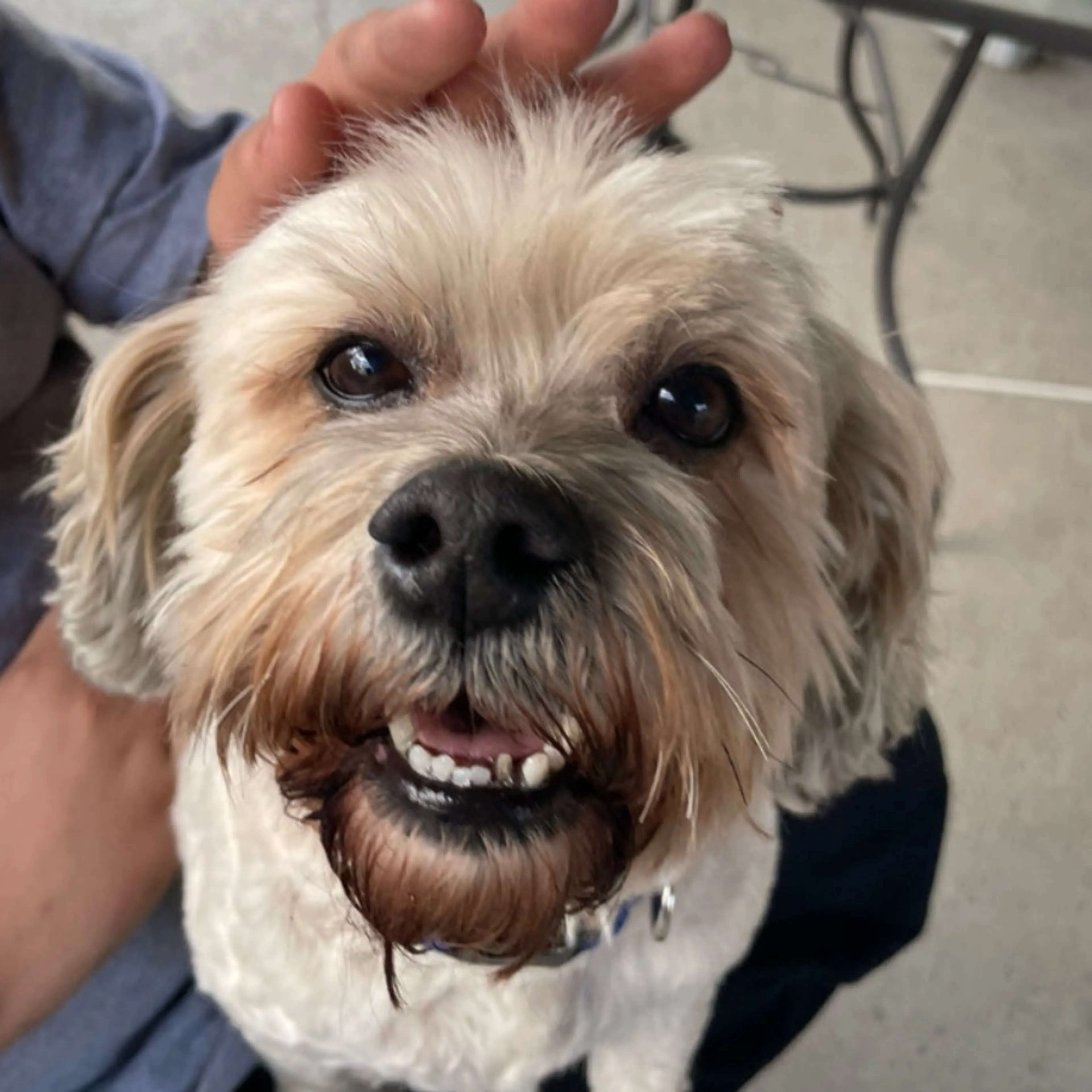 Lost pet-0