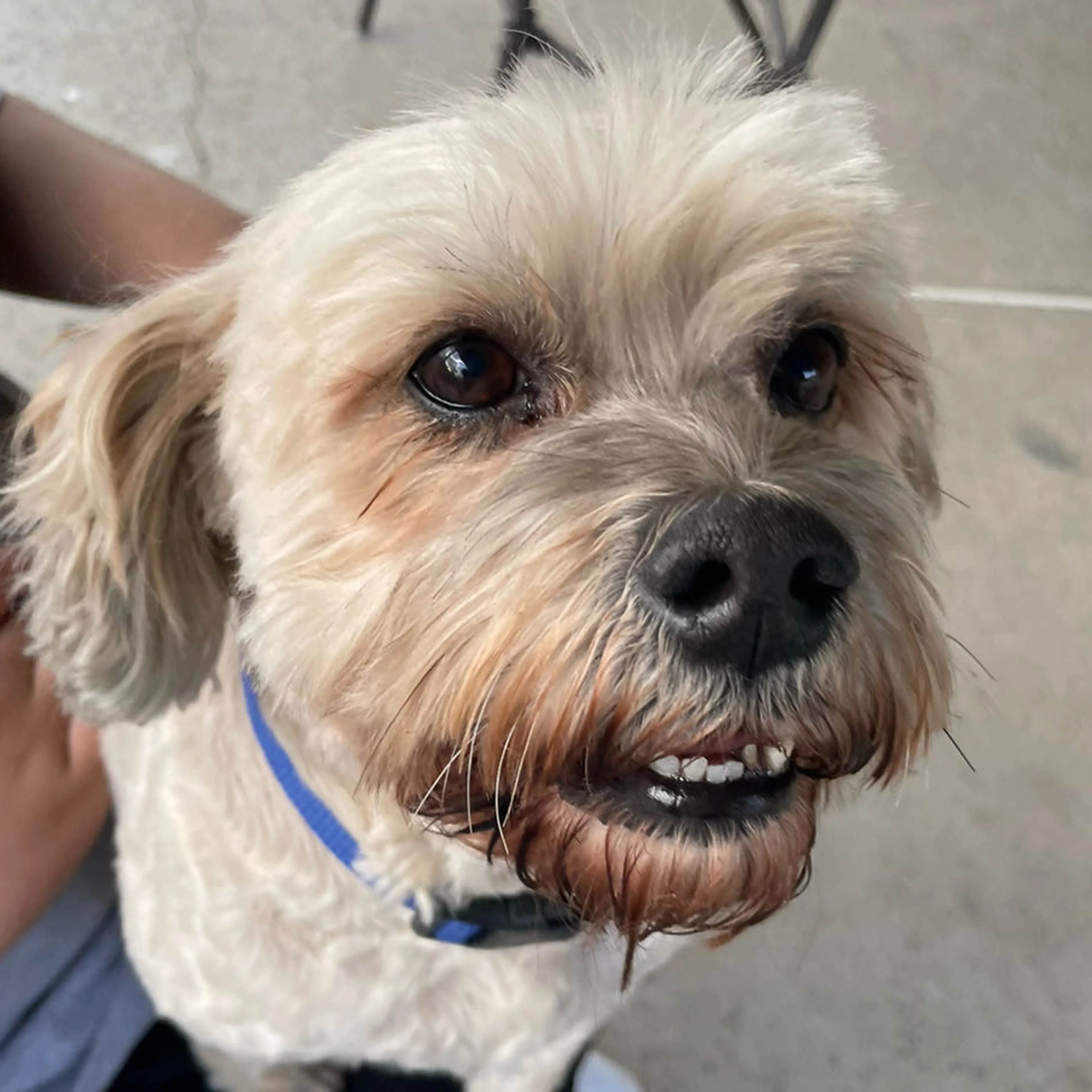 Lost pet-2