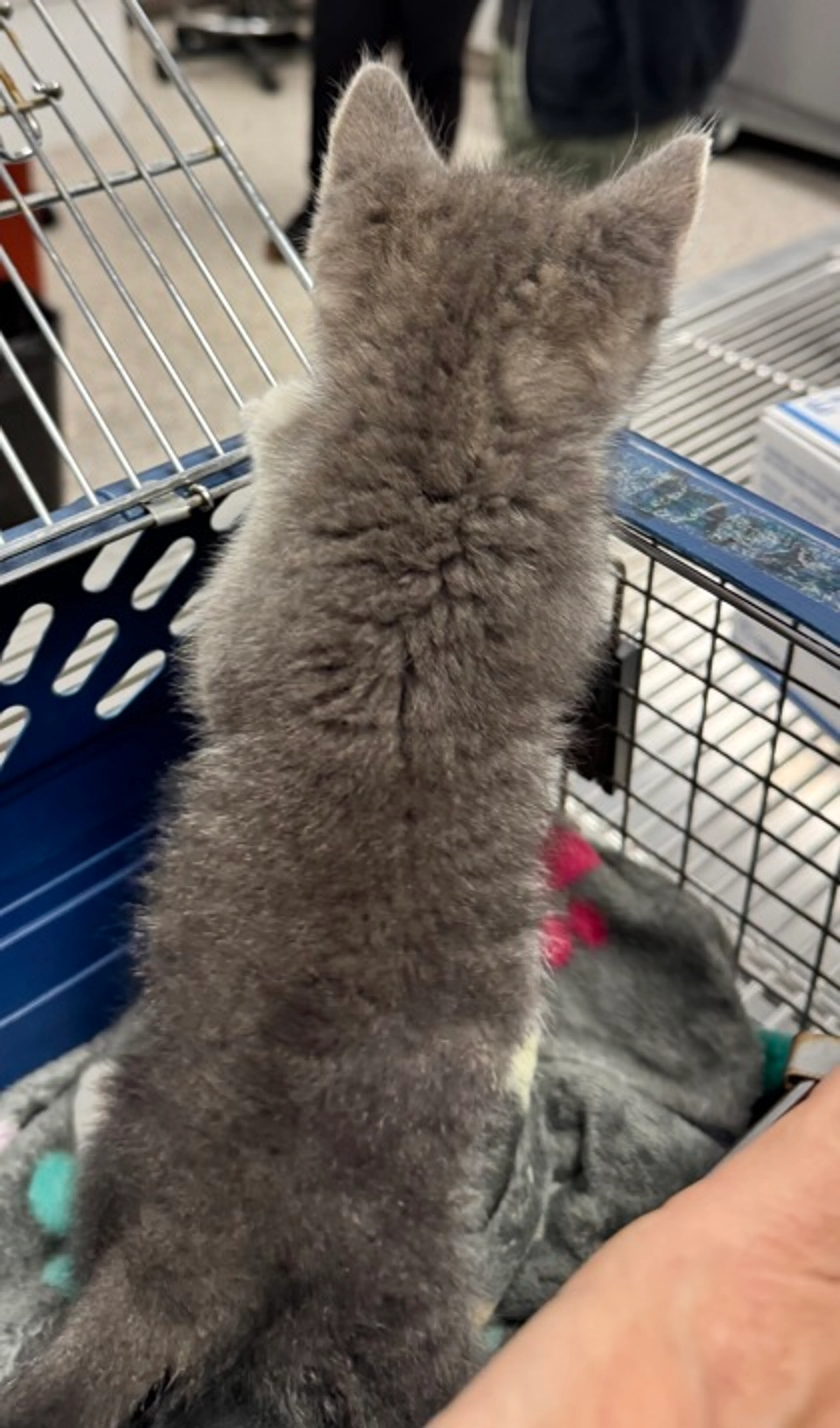 Found pet-1