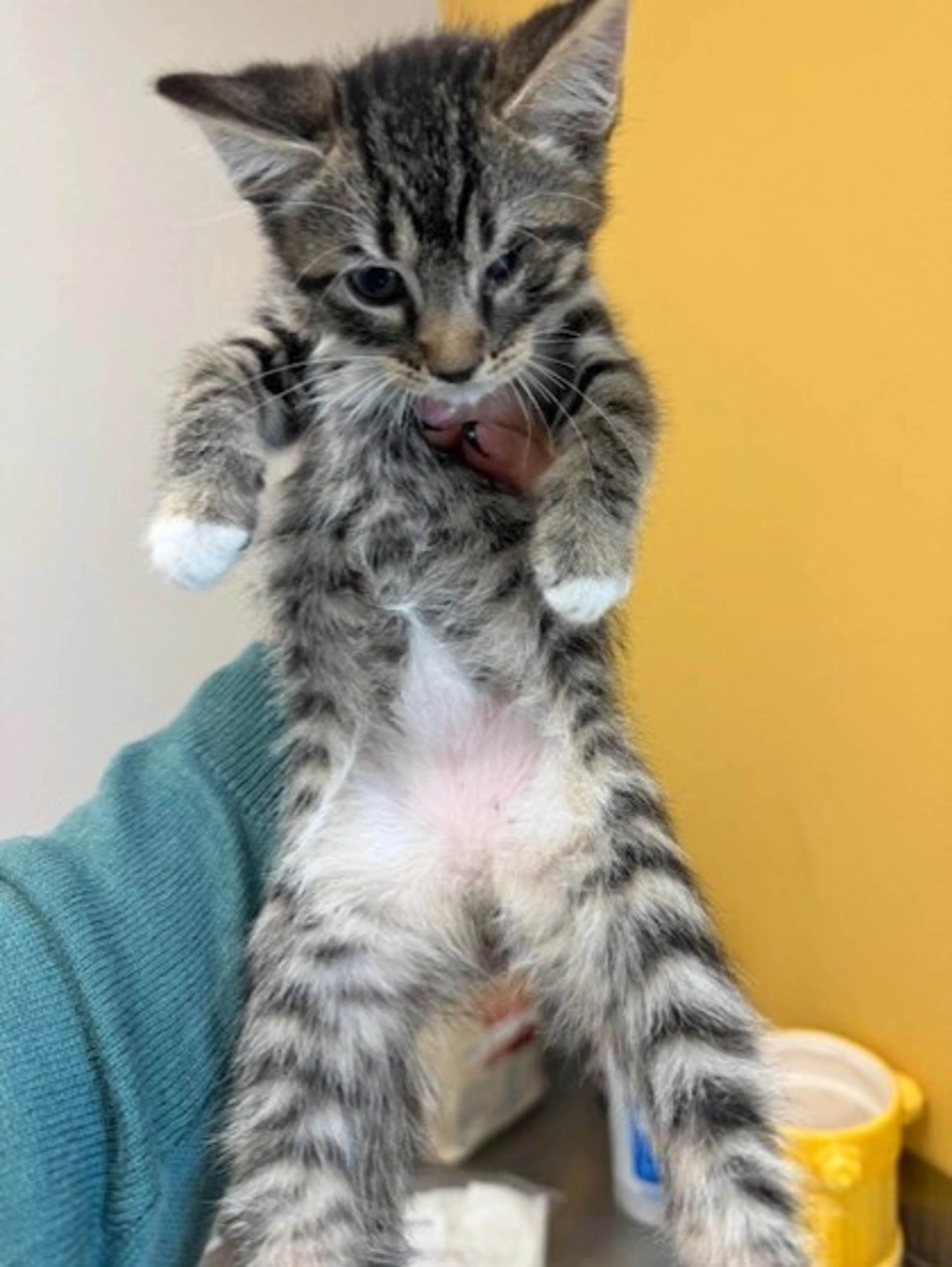 Found pet