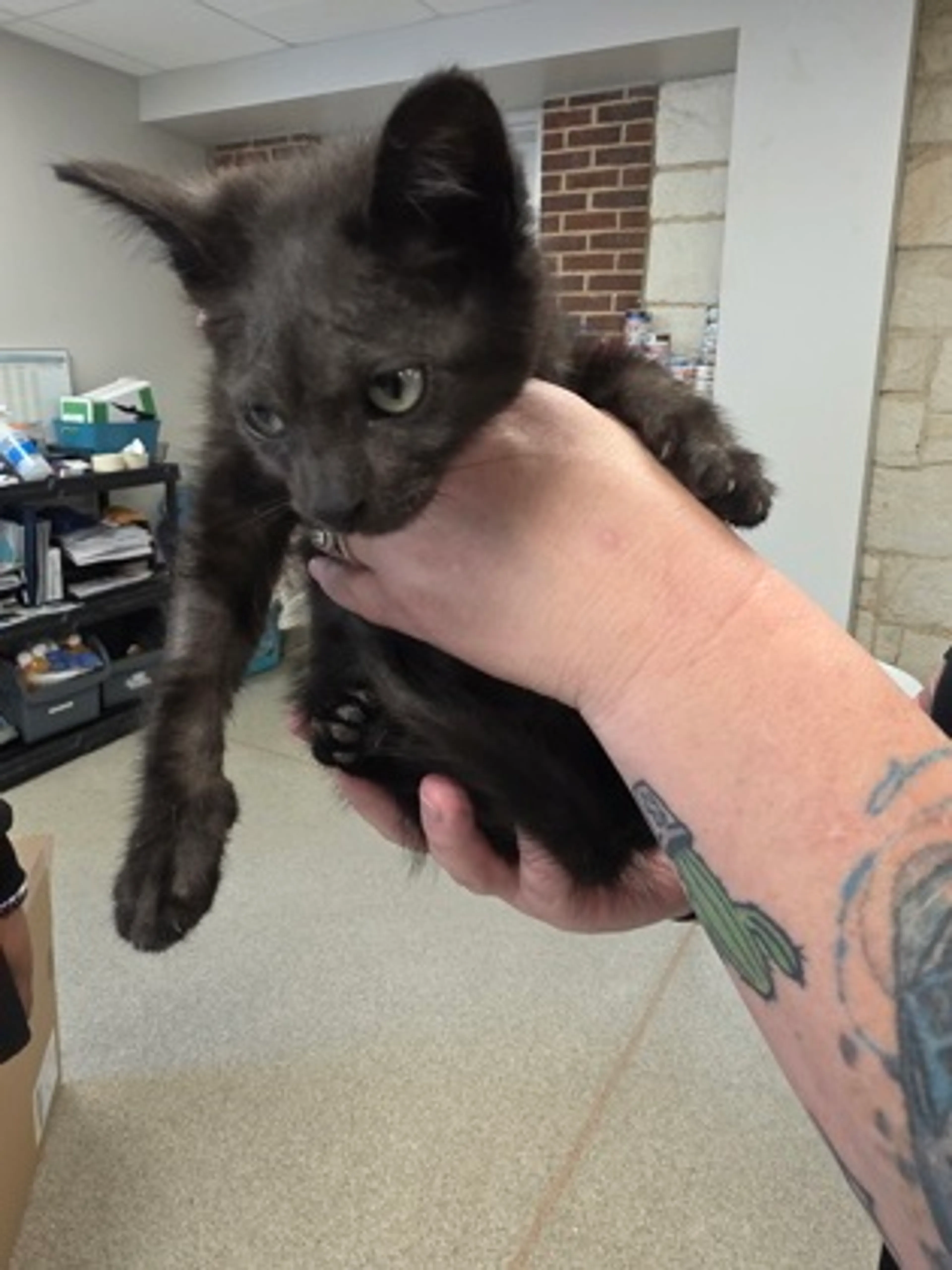 Found pet