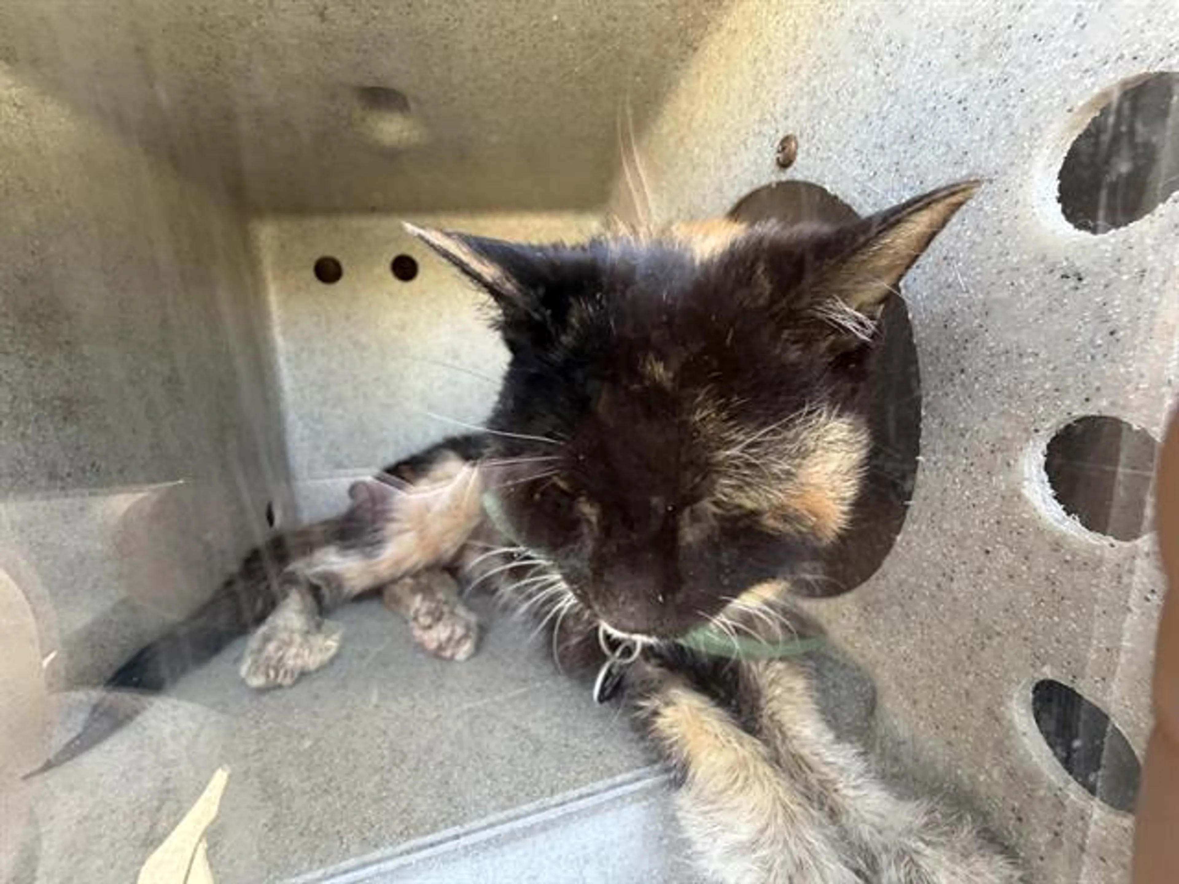 Found pet