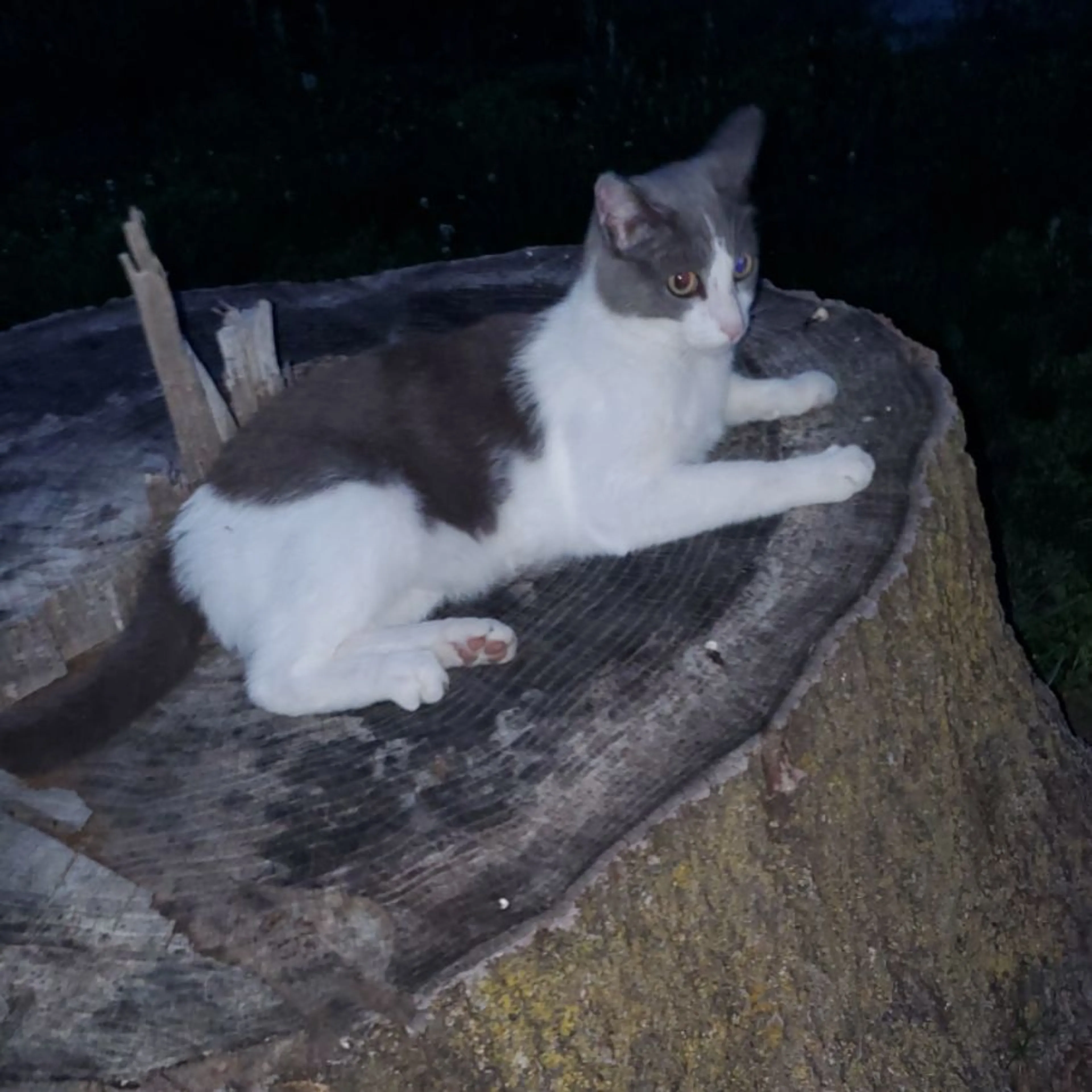 Lost pet