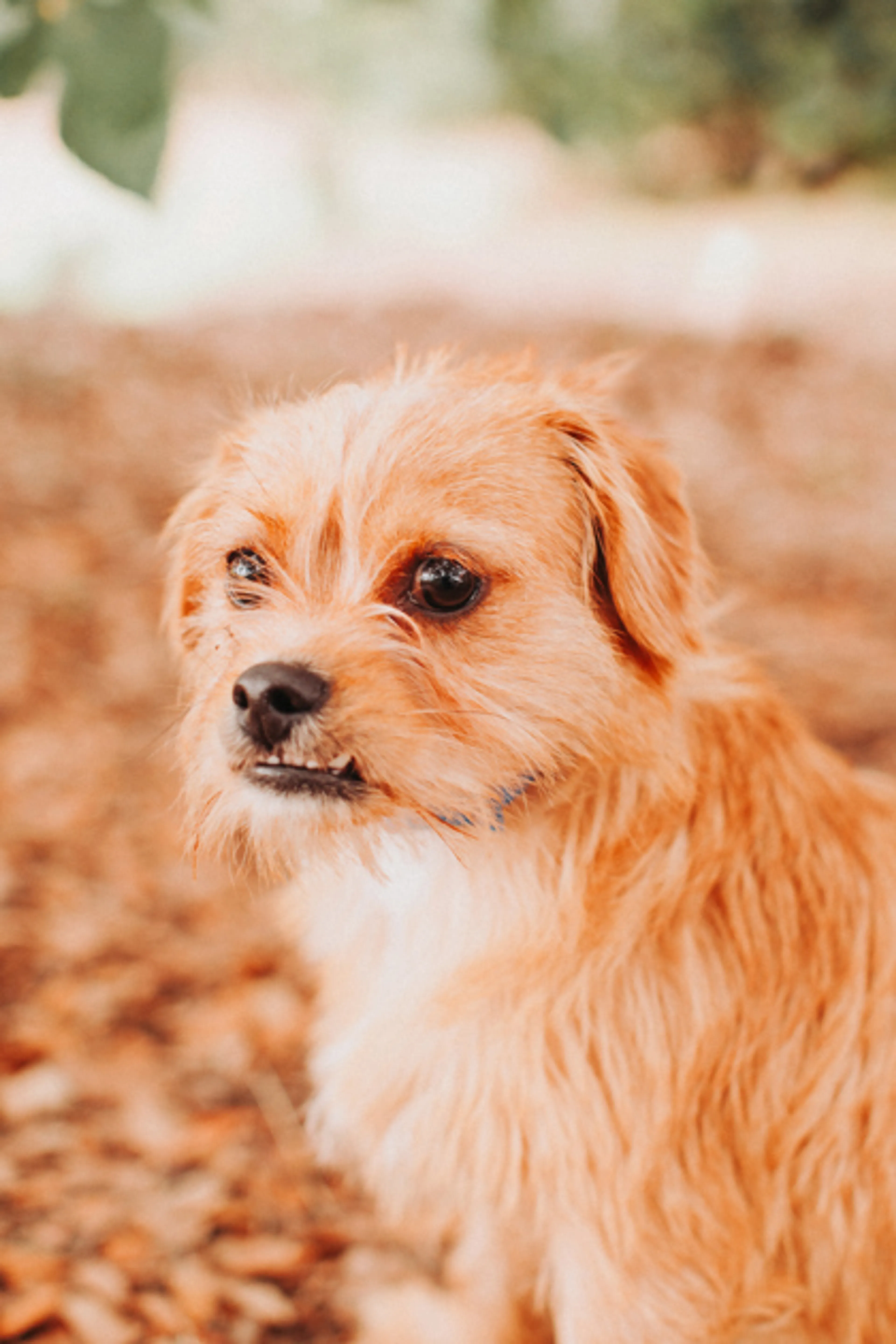 Found pet-1