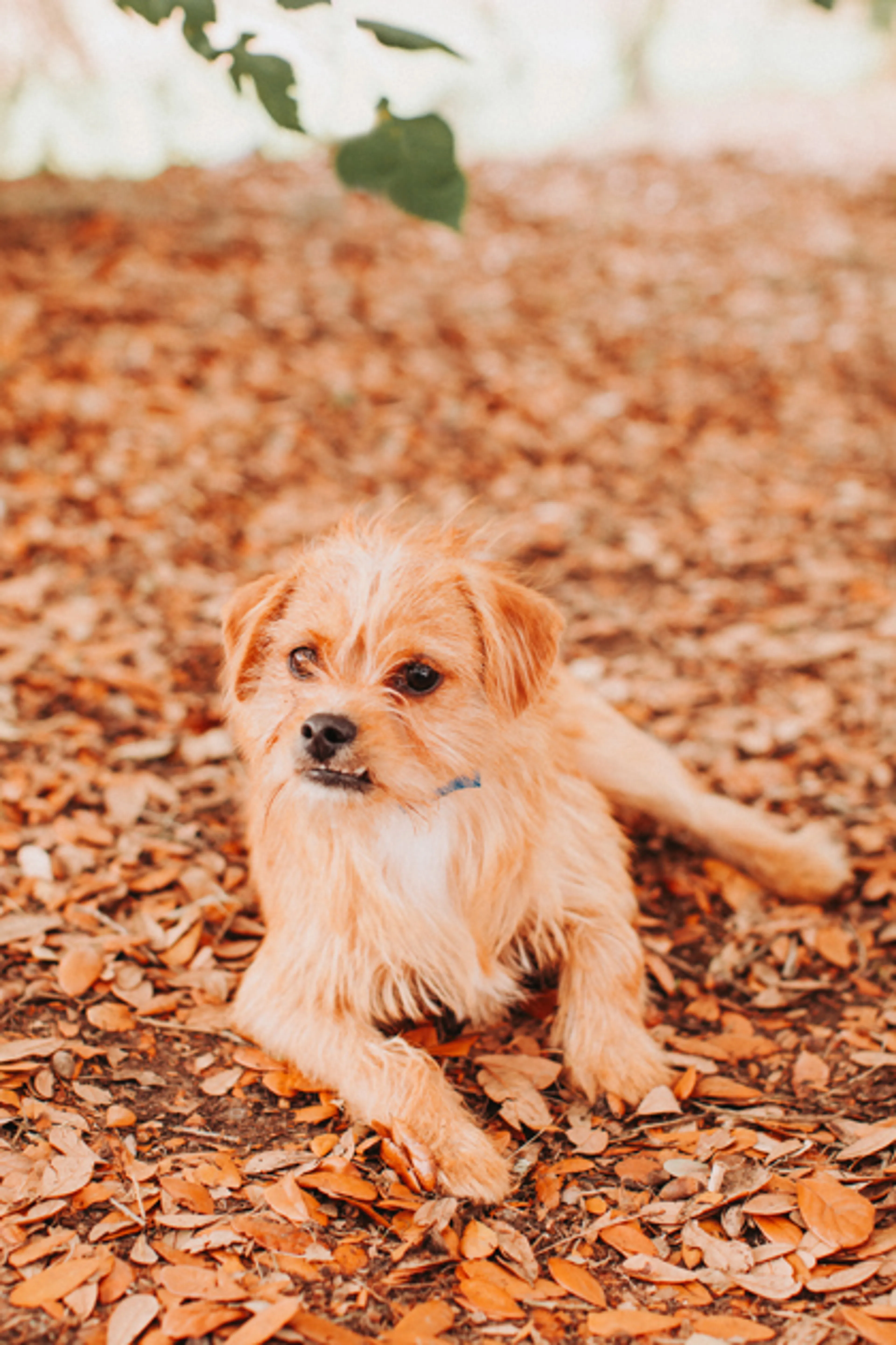 Found pet-2