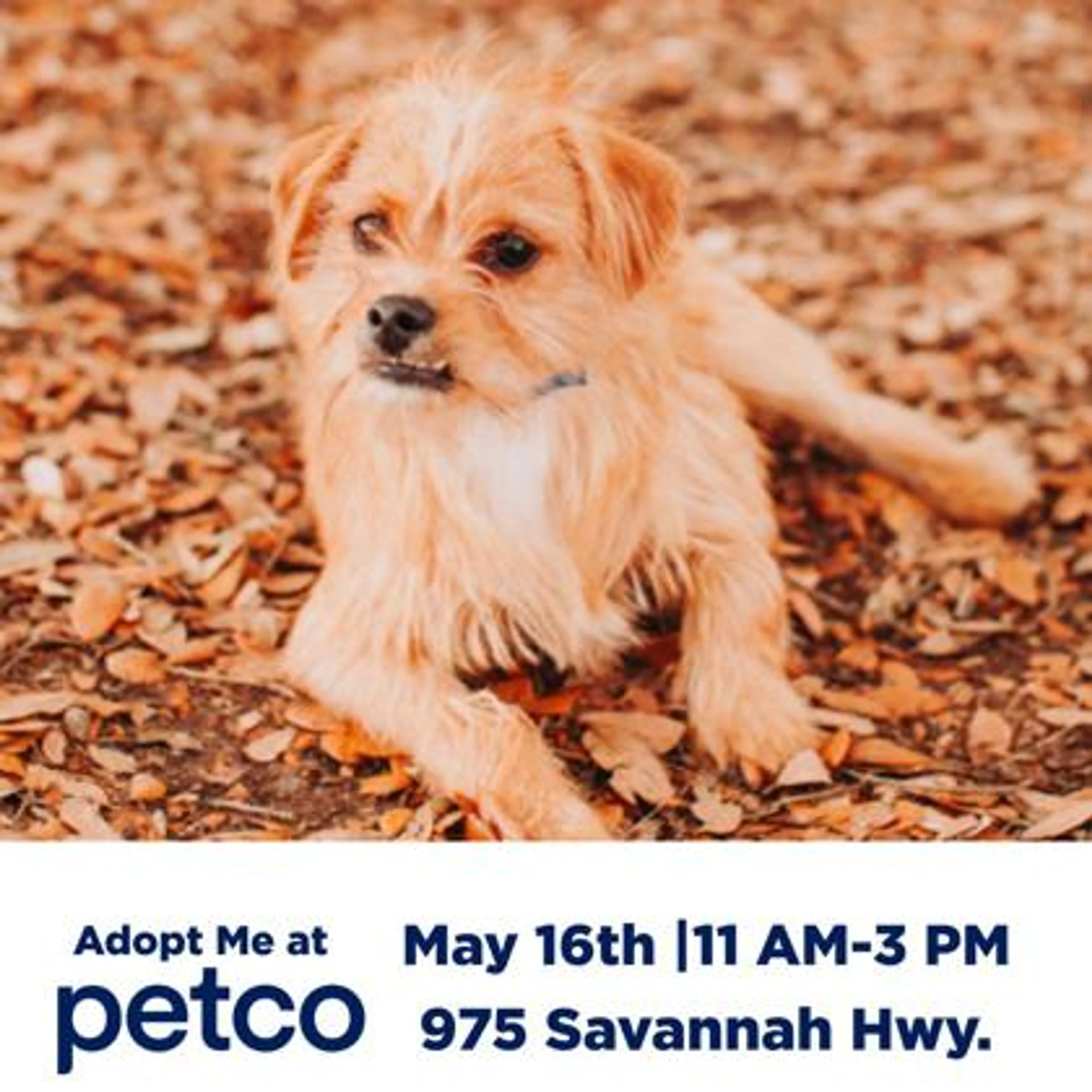 Found pet-0