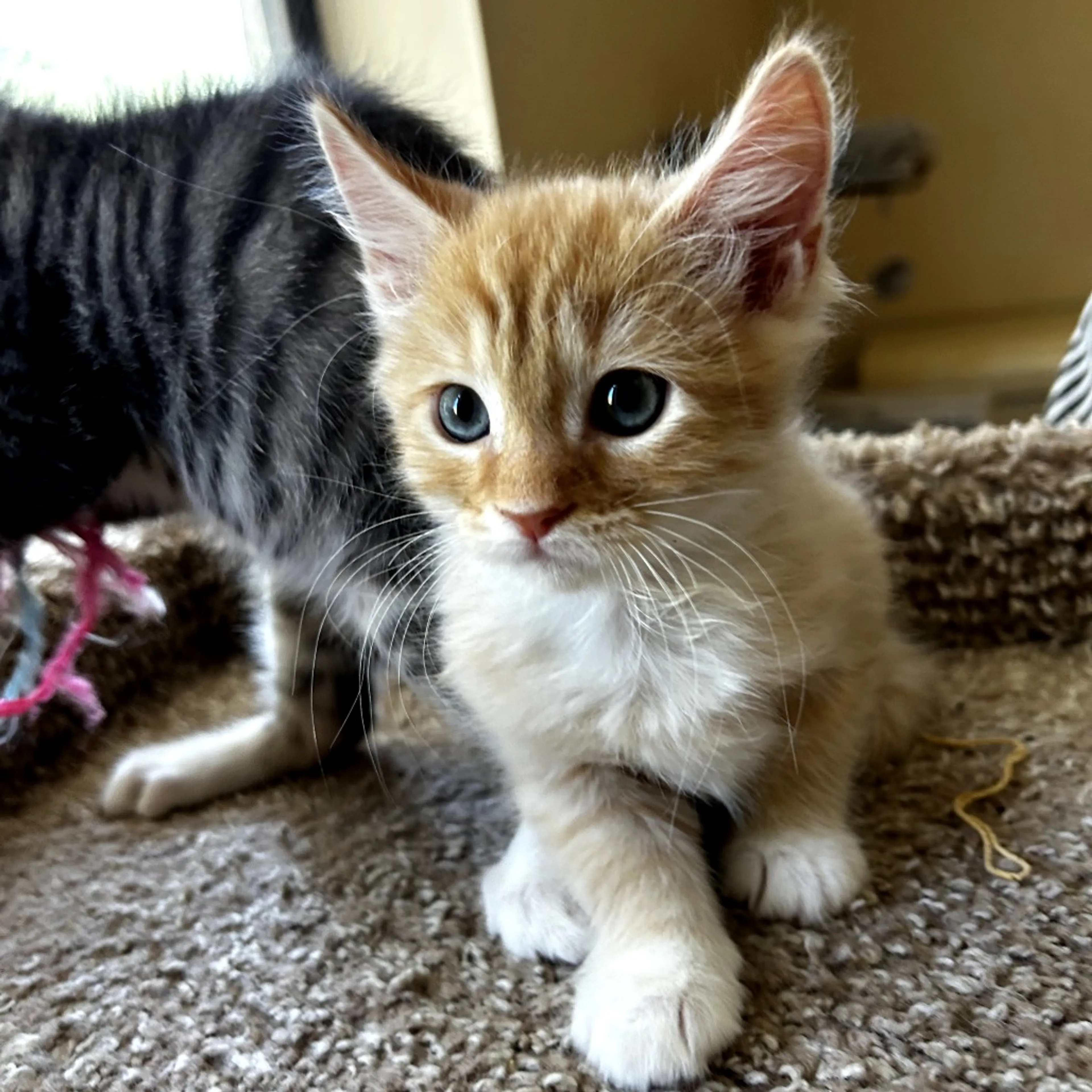 Found pet-1