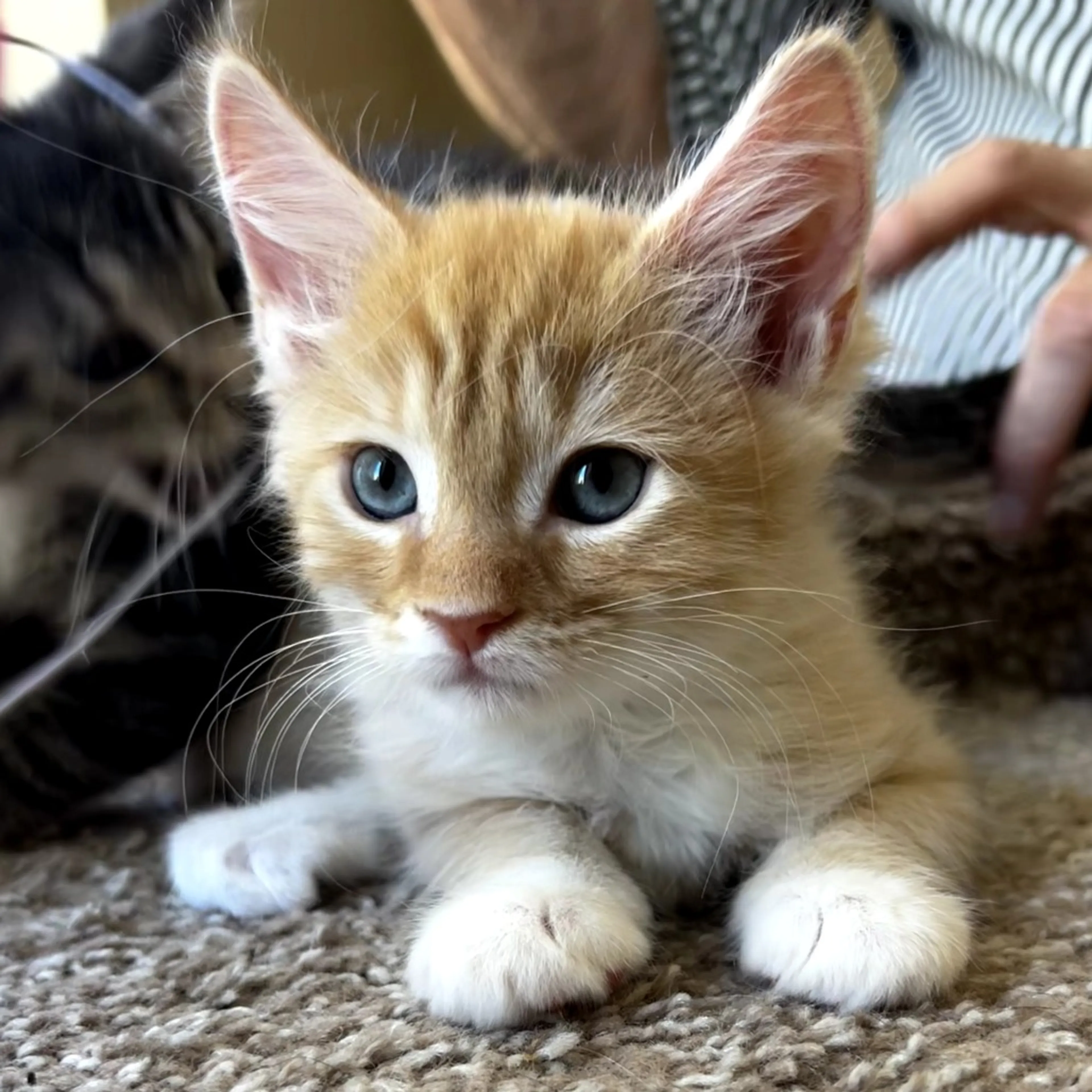 Found pet-0