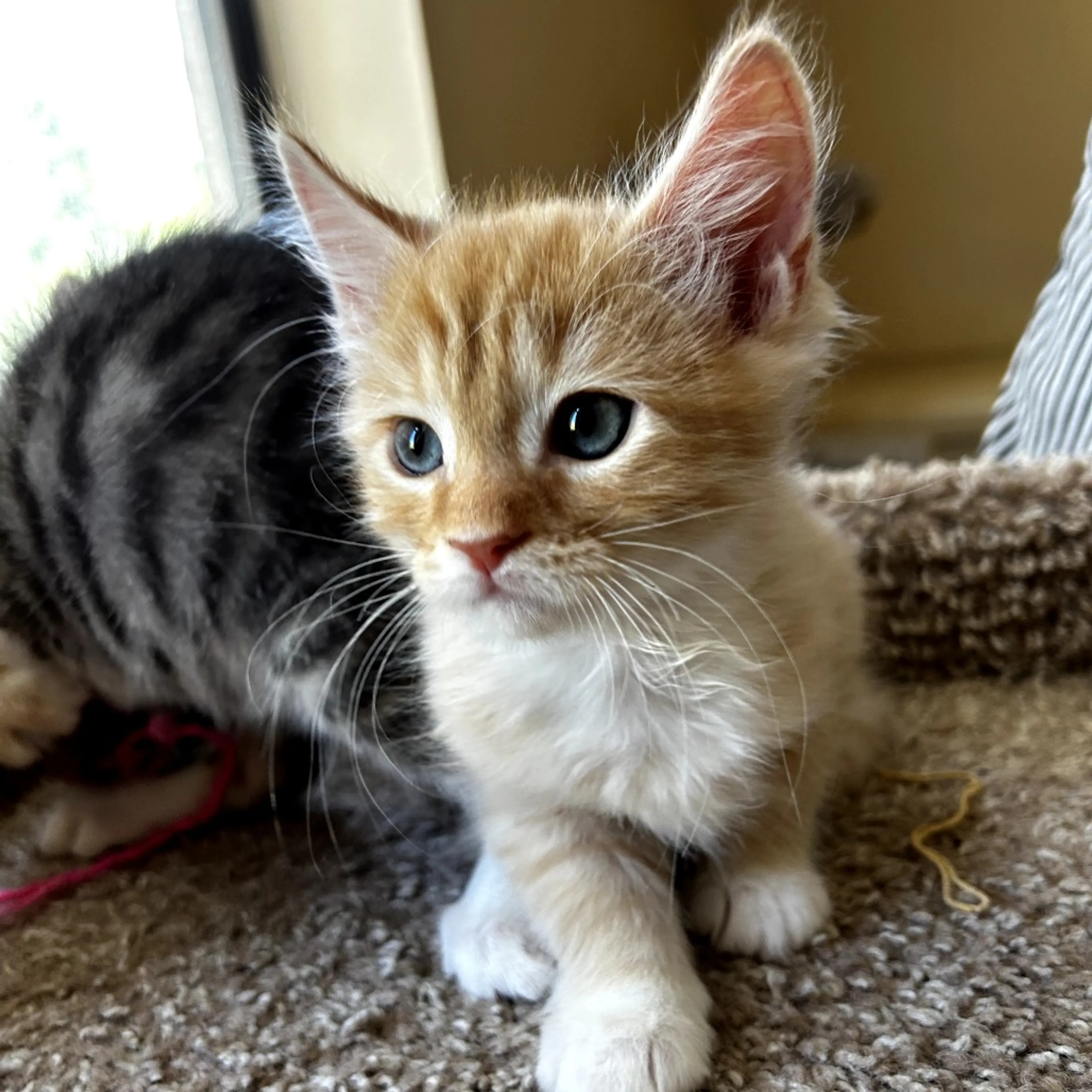 Found pet-2
